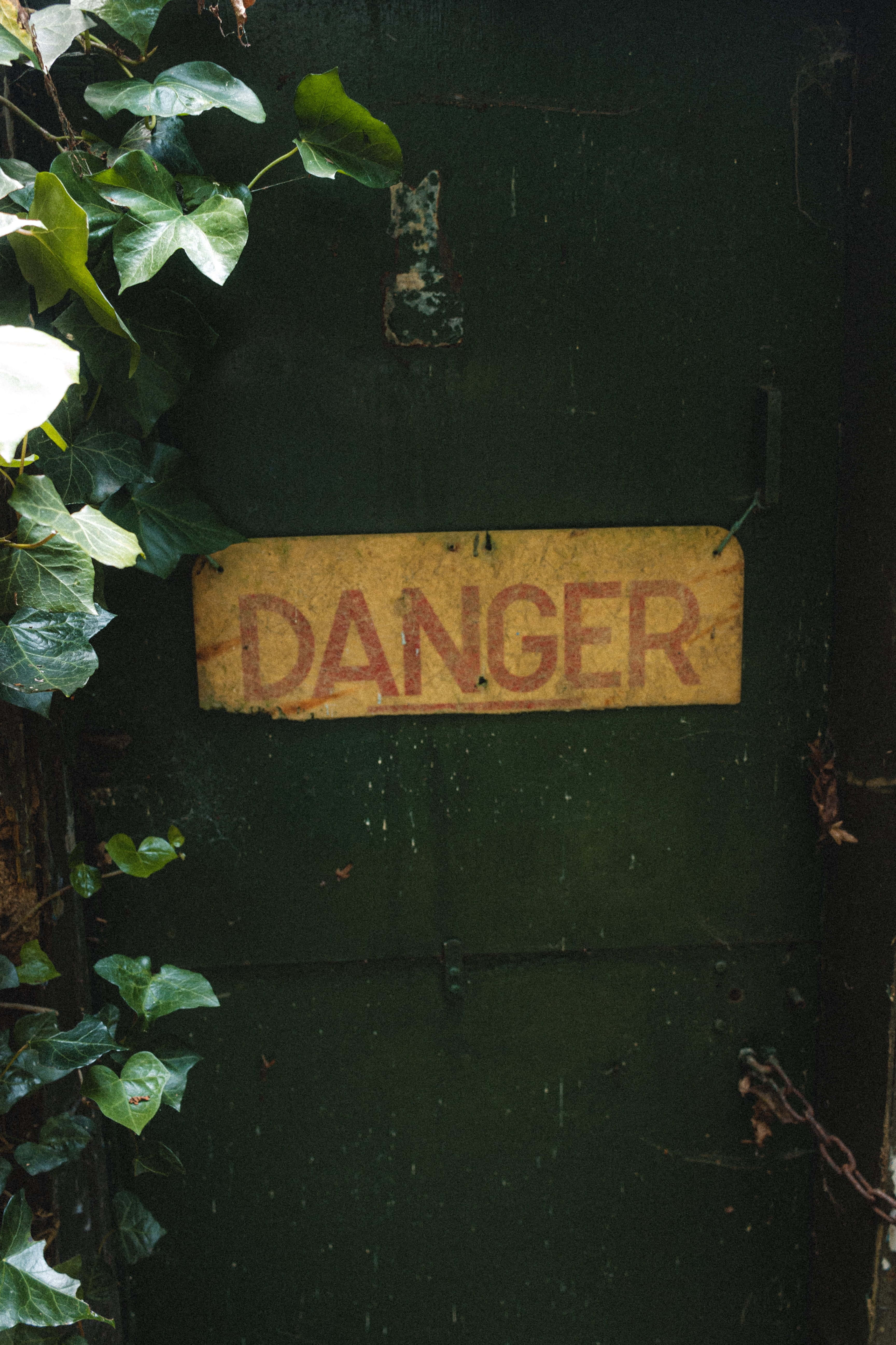 Danger 桌布 壁紙 — 一個風化的黃色危險標誌掛在一個部分被攀爬常春藤覆蓋的苔綠色門上。