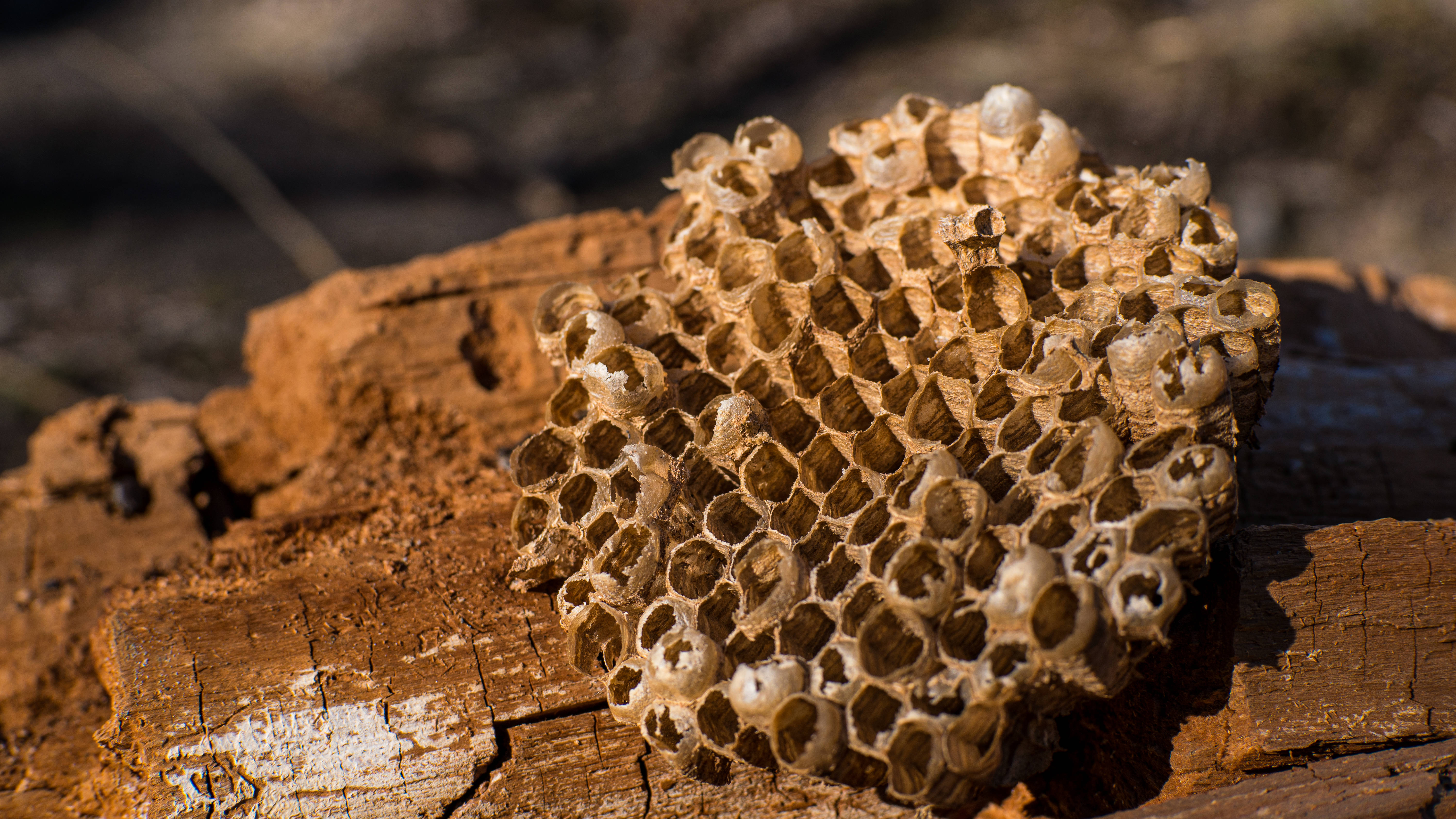 Honeycomb 桌布 壁紙 — 一個風化的黃蜂巢，帶有六角形蜂室，擱在陽光照耀、裂開的木頭上，處於乾燥的森林環境中。