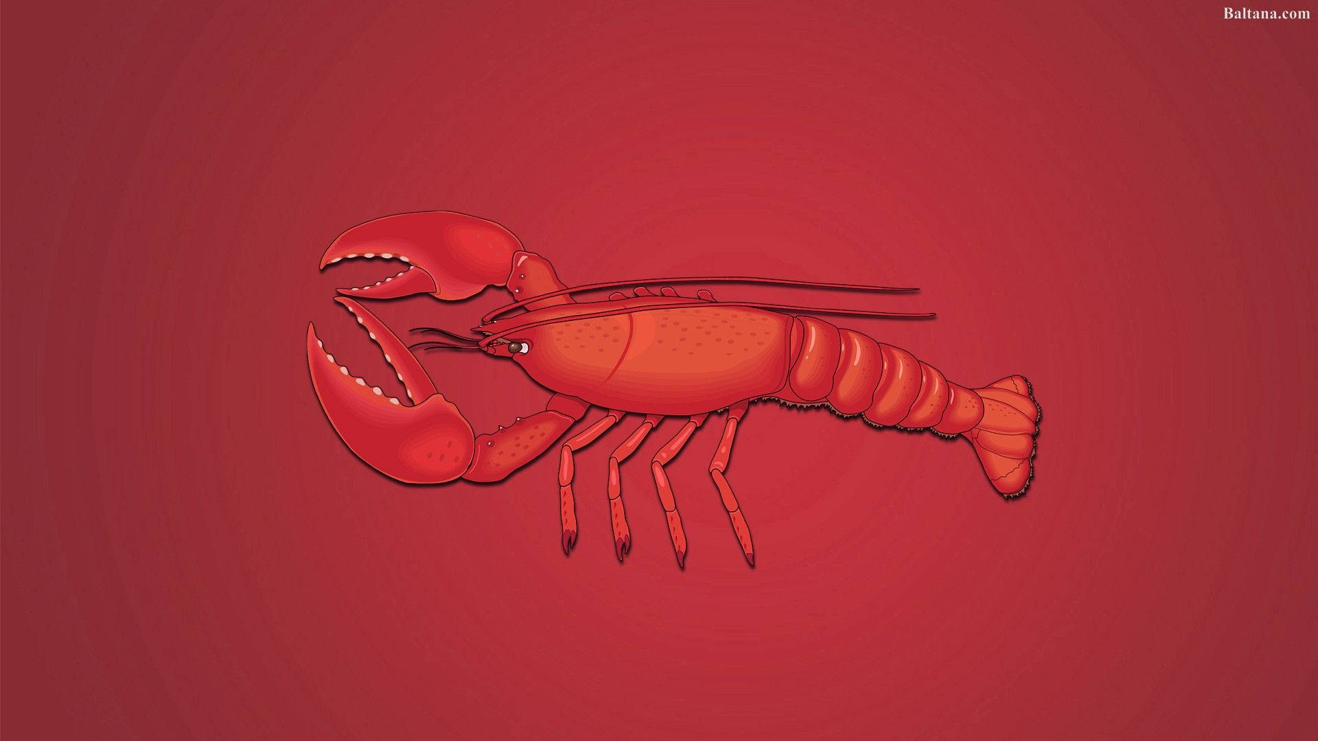 Lobster 桌布 壁紙 — 一個風格化的紅色龍蝦插圖，居中在漸變紅色背景上，帶有微妙的圓形高光。