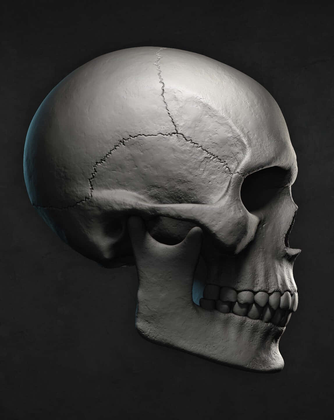 3d Skull 桌布 壁紙 — 一個高度詳細的3D渲染人類頭骨，帶有可見的骨縫和紋理化的骨骼表面，背景為深色。