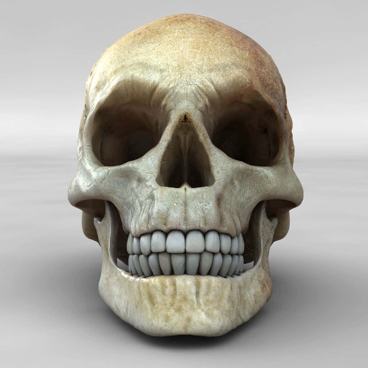 3d Skull 桌布 壁紙 — 一個高度詳細的人類頭骨，帶有風化的骨質紋理和可見的牙齒，背景為中性灰色。