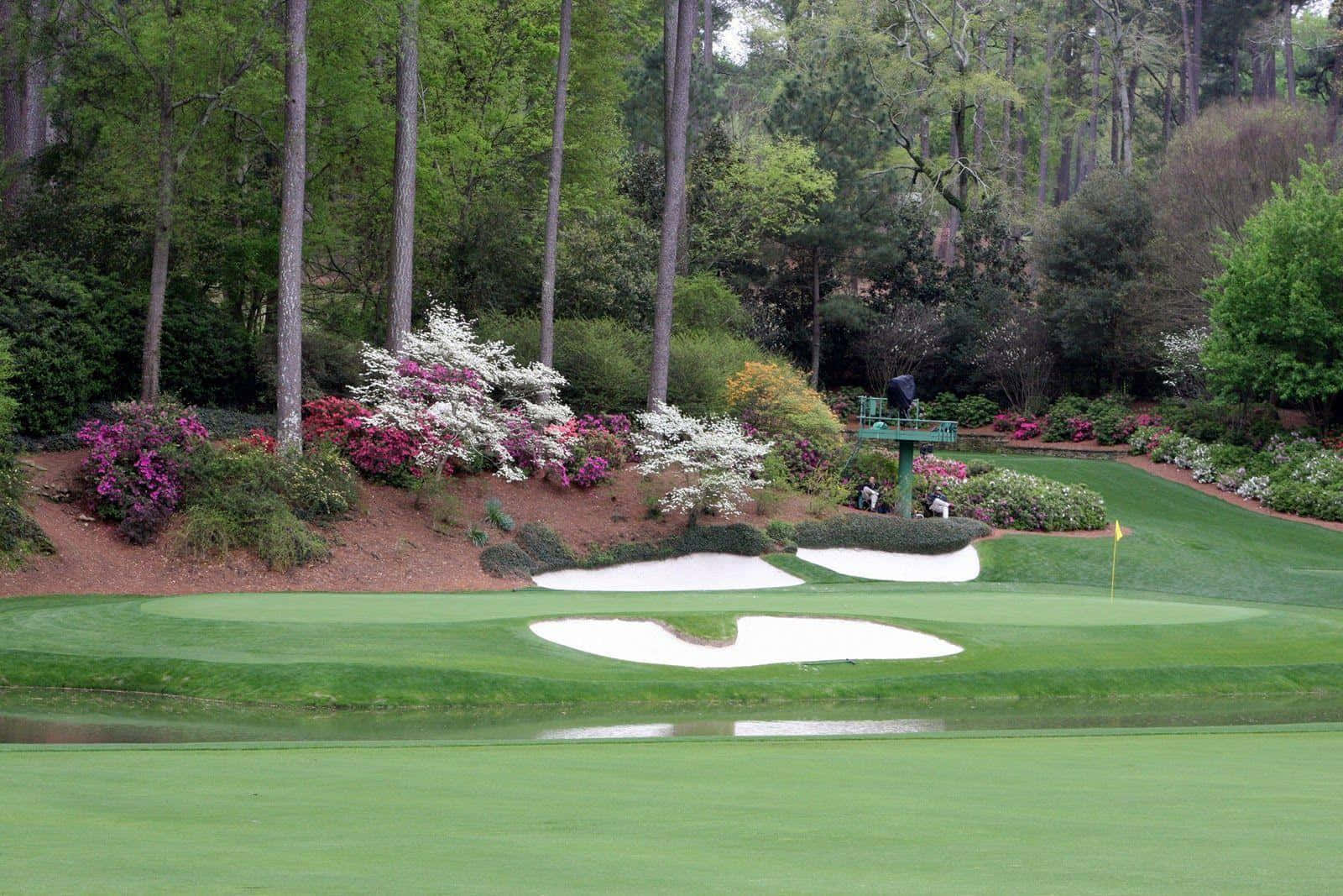 Augusta National iPhone 桌布 壁紙 — 一個鬱鬱蔥蔥的高爾夫果嶺，周圍環繞著充滿活力的粉紅色和白色開花灌木和高大的松樹，附近有沙坑和水障礙。