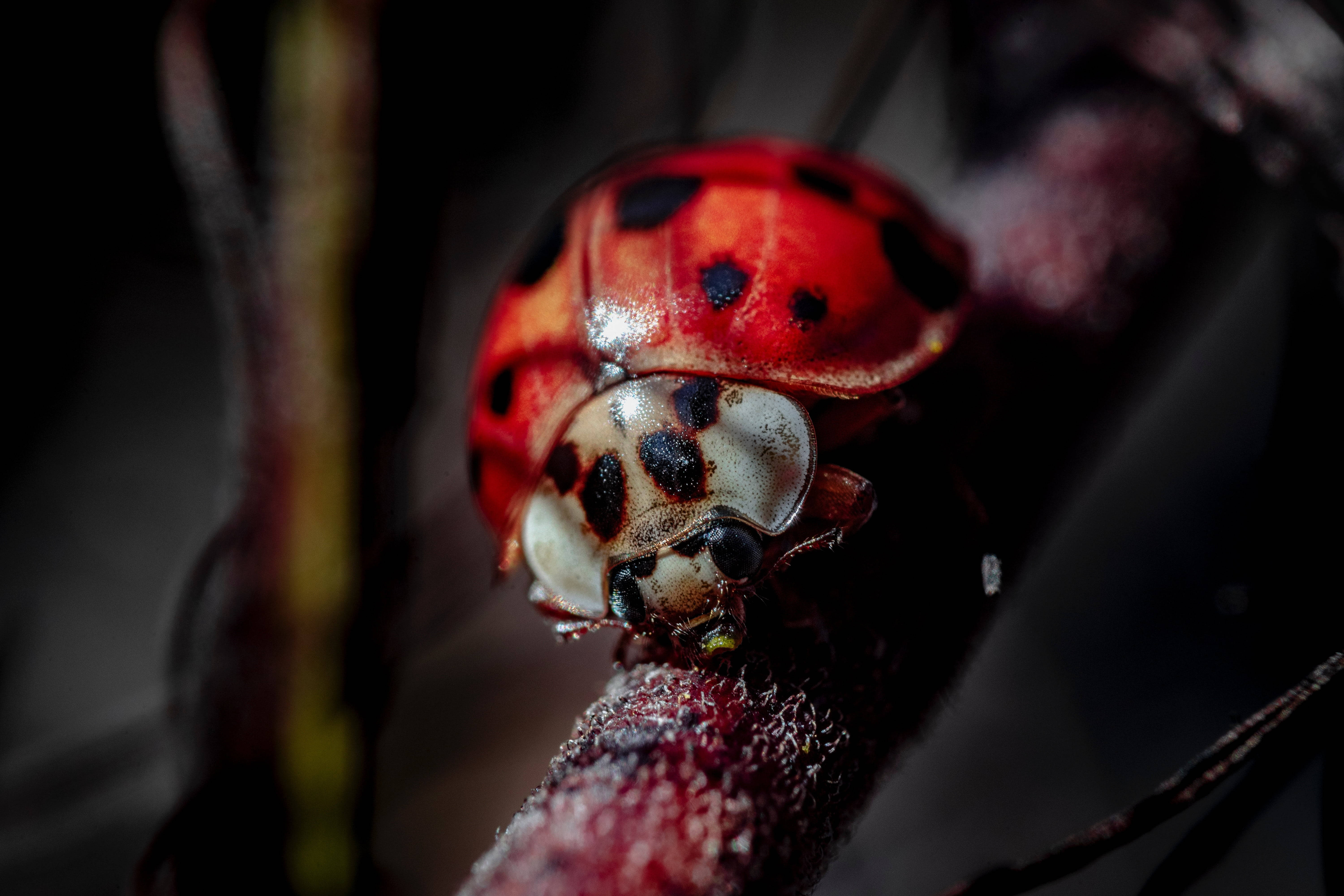 ladybug 桌布 壁紙 — 一個鮮明的微距鏡頭，捕捉到一隻帶有黑色斑點的紅色瓢蟲，棲息在紋理莖上，背景是深色模糊的。
