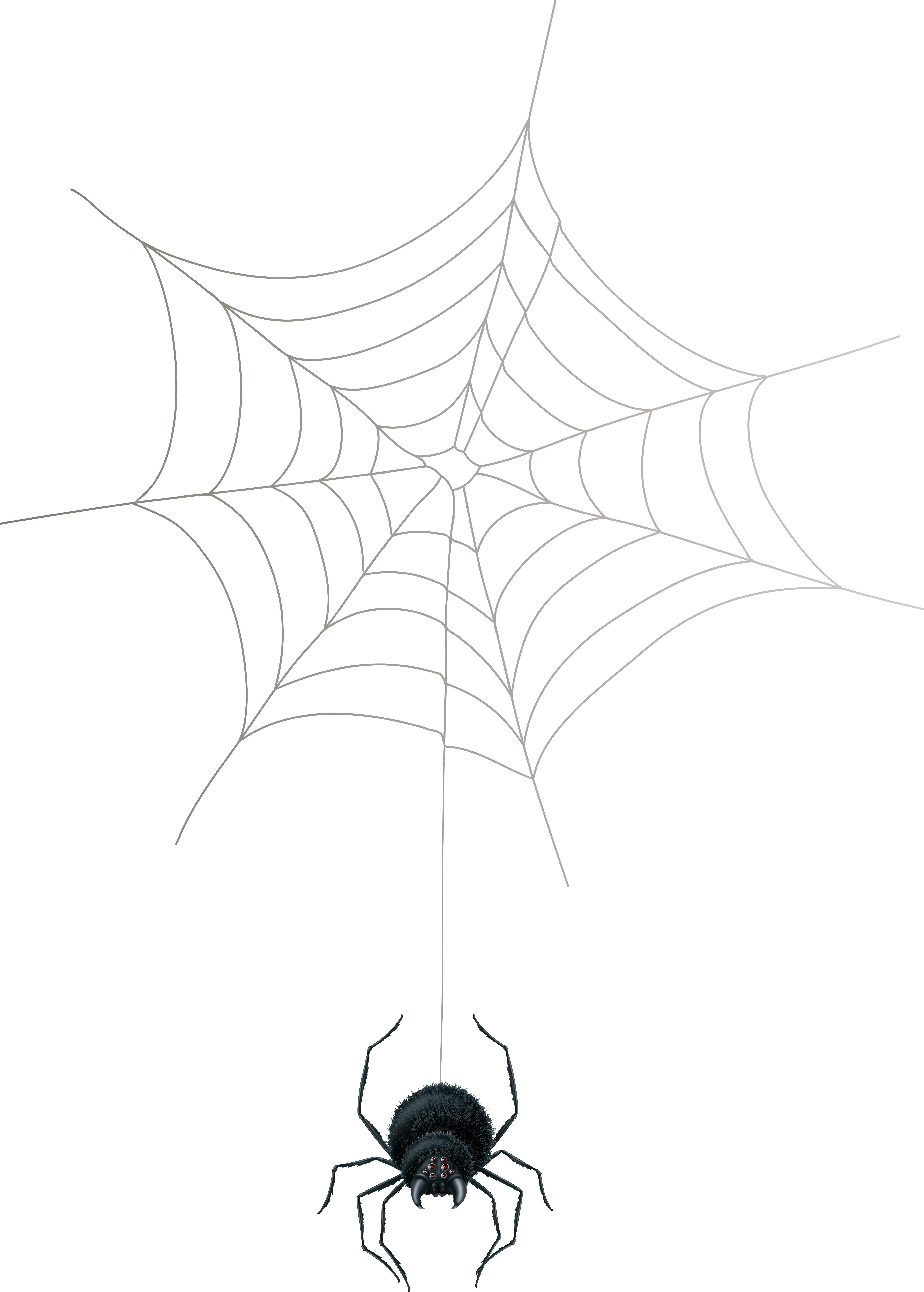 Spider Webs 桌布 壁紙 — 一個鮮明的白色蜘蛛網在純黑色背景下發光，下方掛著一隻細節豐富的黑色蜘蛛。
