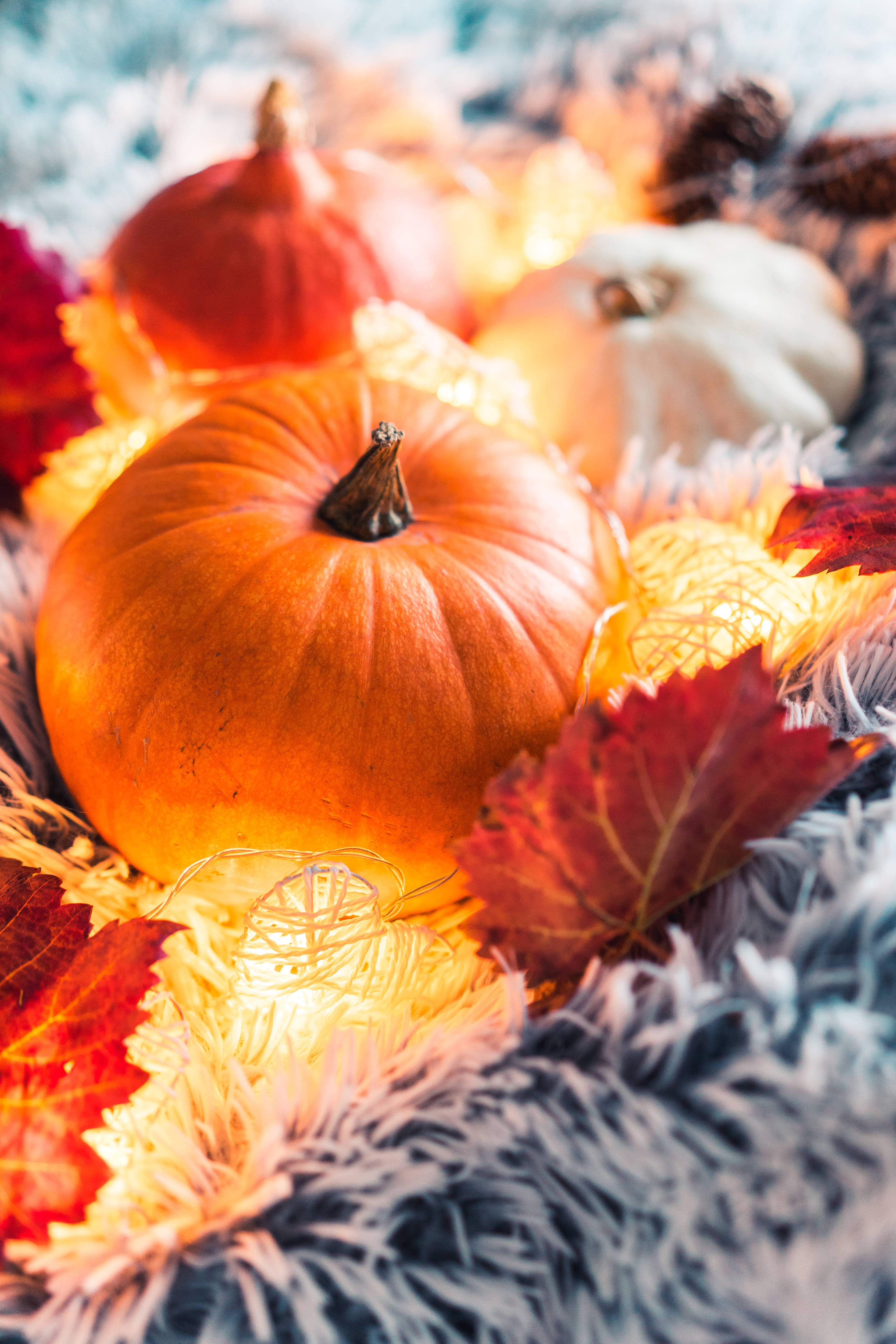 Pumpkin 桌布 壁紙 — 一個鮮橙色的南瓜，依偎在閃爍的童話燈光和秋葉之間，放在一張蓬鬆的灰色毯子上。