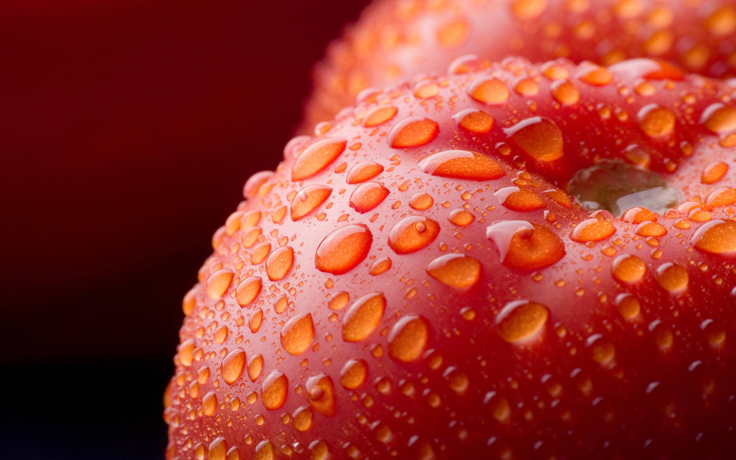 Fruits 桌布 壁紙 — 一個鮮紅色番茄的特寫，在深紅色模糊背景上閃爍著露水般的水滴。
