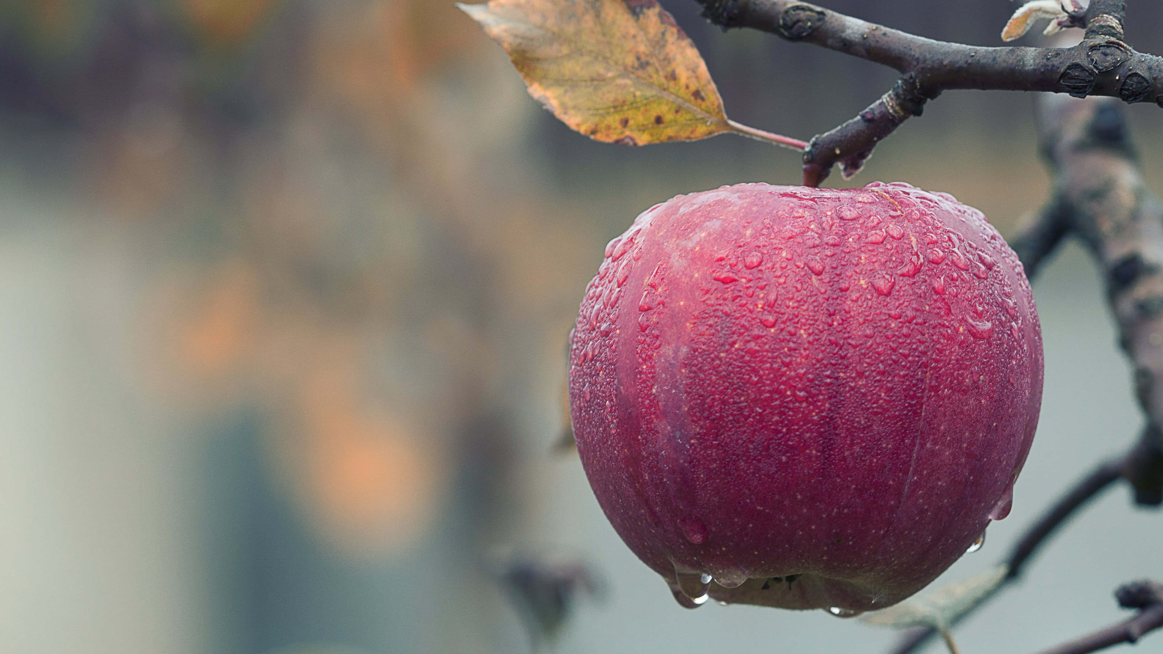 Apple 4K 桌布 壁紙 — 一個鮮紅色的蘋果閃爍著露珠，從莖上垂下來，掛在光禿禿的樹枝上，背景是柔和模糊的秋色。