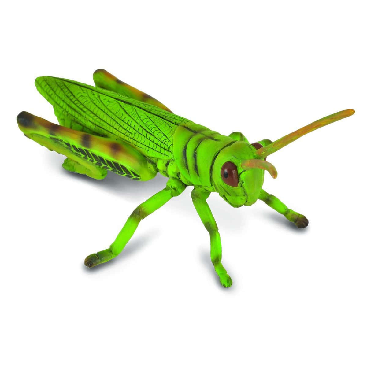 Grasshopper 桌布 壁紙 — 一個鮮綠色塑膠蚱蜢玩具，帶有詳細的翅膀和觸角，在白色背景上孤立。