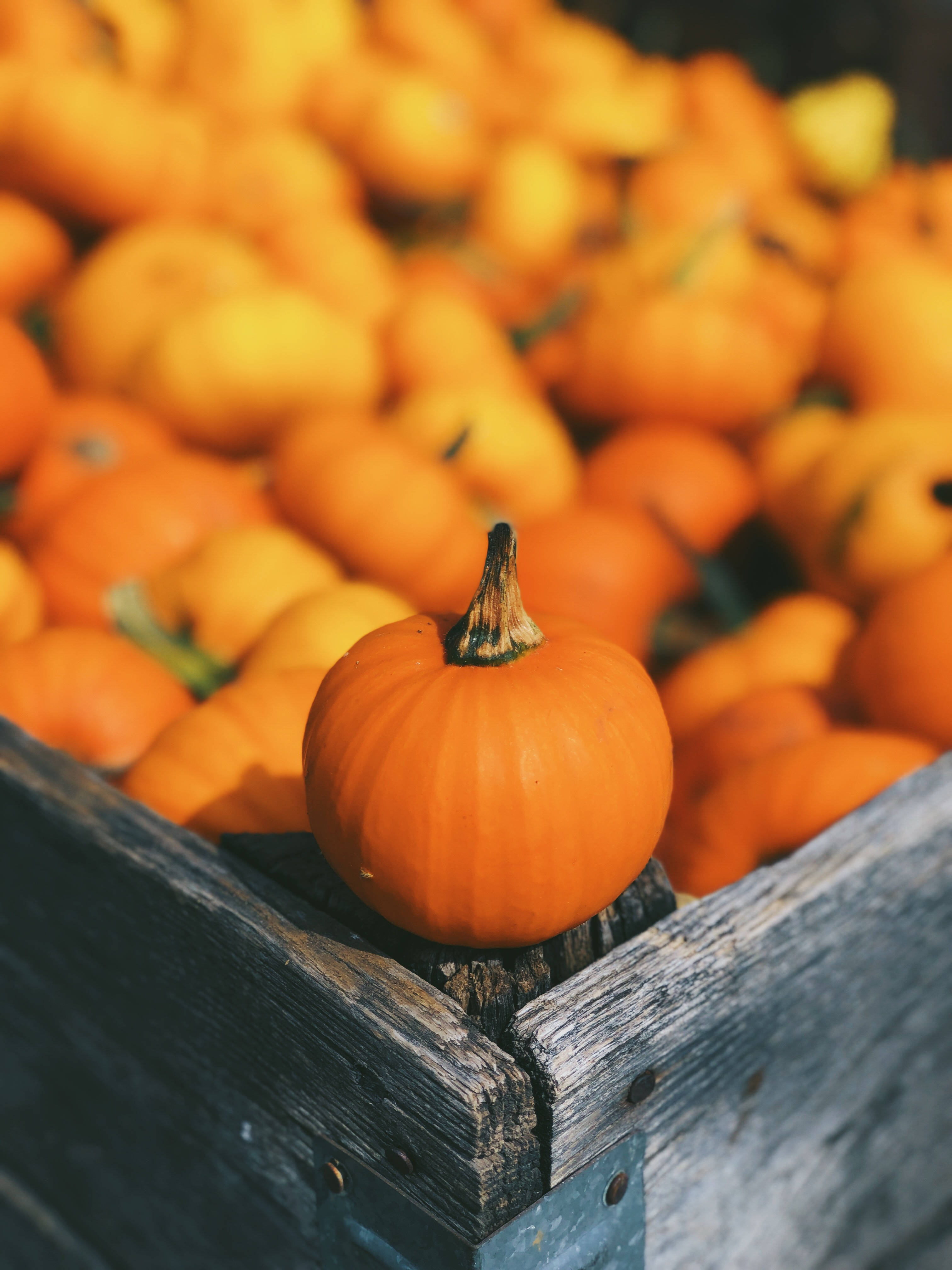 Fall 桌布 壁紙 — 一個鮮豔的橙色南瓜放在一個風化的木箱上，周圍是模糊的南瓜海。