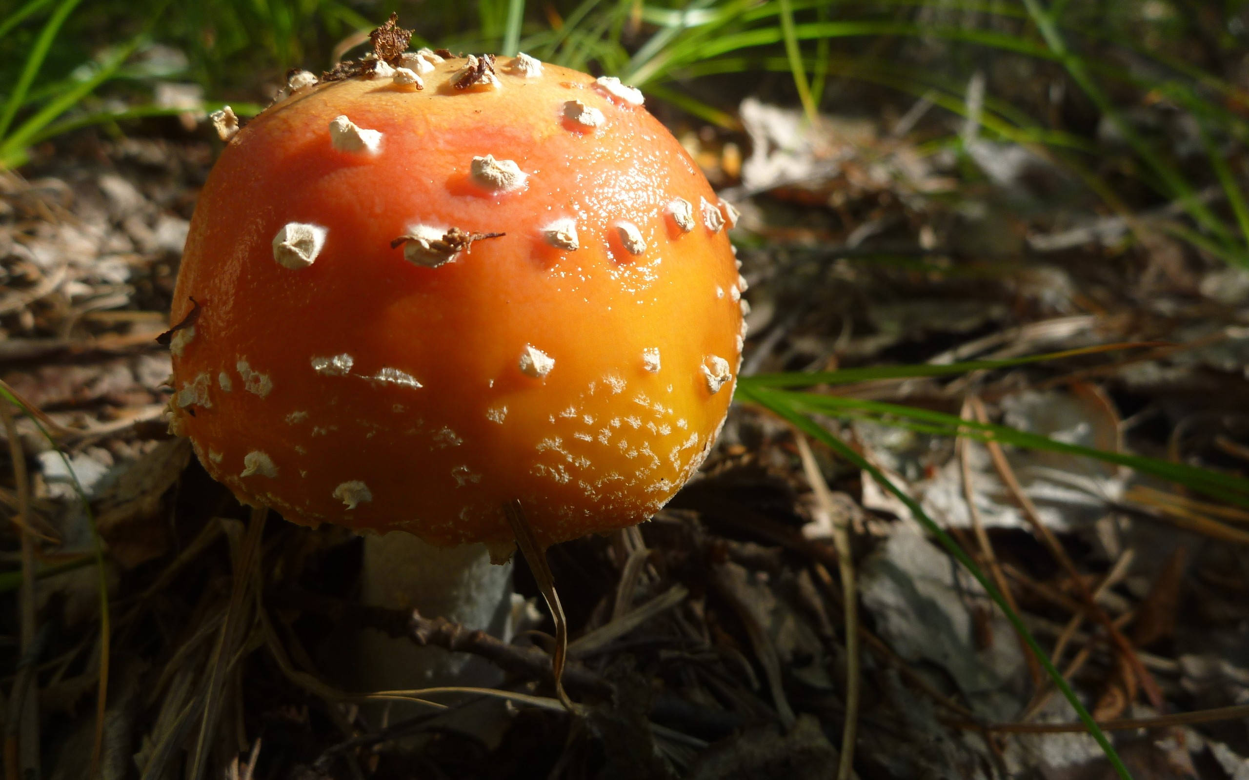 Cute Mushroom 桌布 壁紙 — 一個鮮豔的橙色蘑菇帶有白色斑點，在陽光照耀的草地和落葉中生長。