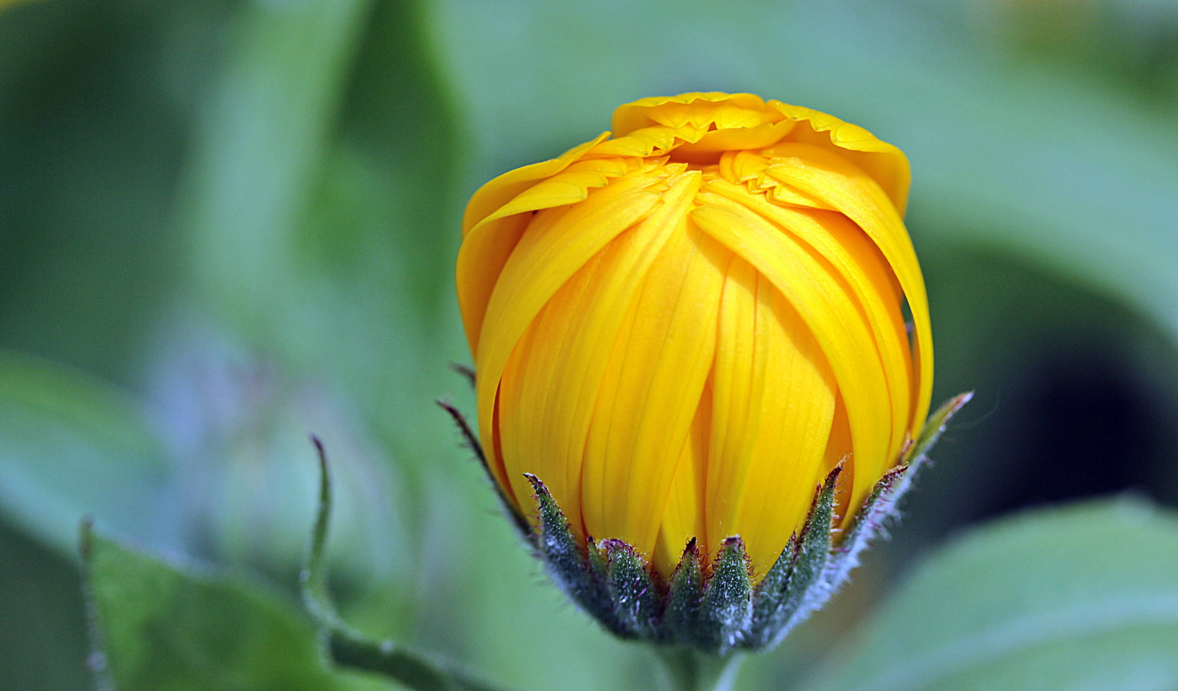 Marigold 桌布 壁紙 — 一個鮮黃色的花蕾緊緊閉合，襯托著柔和的綠色模糊背景。