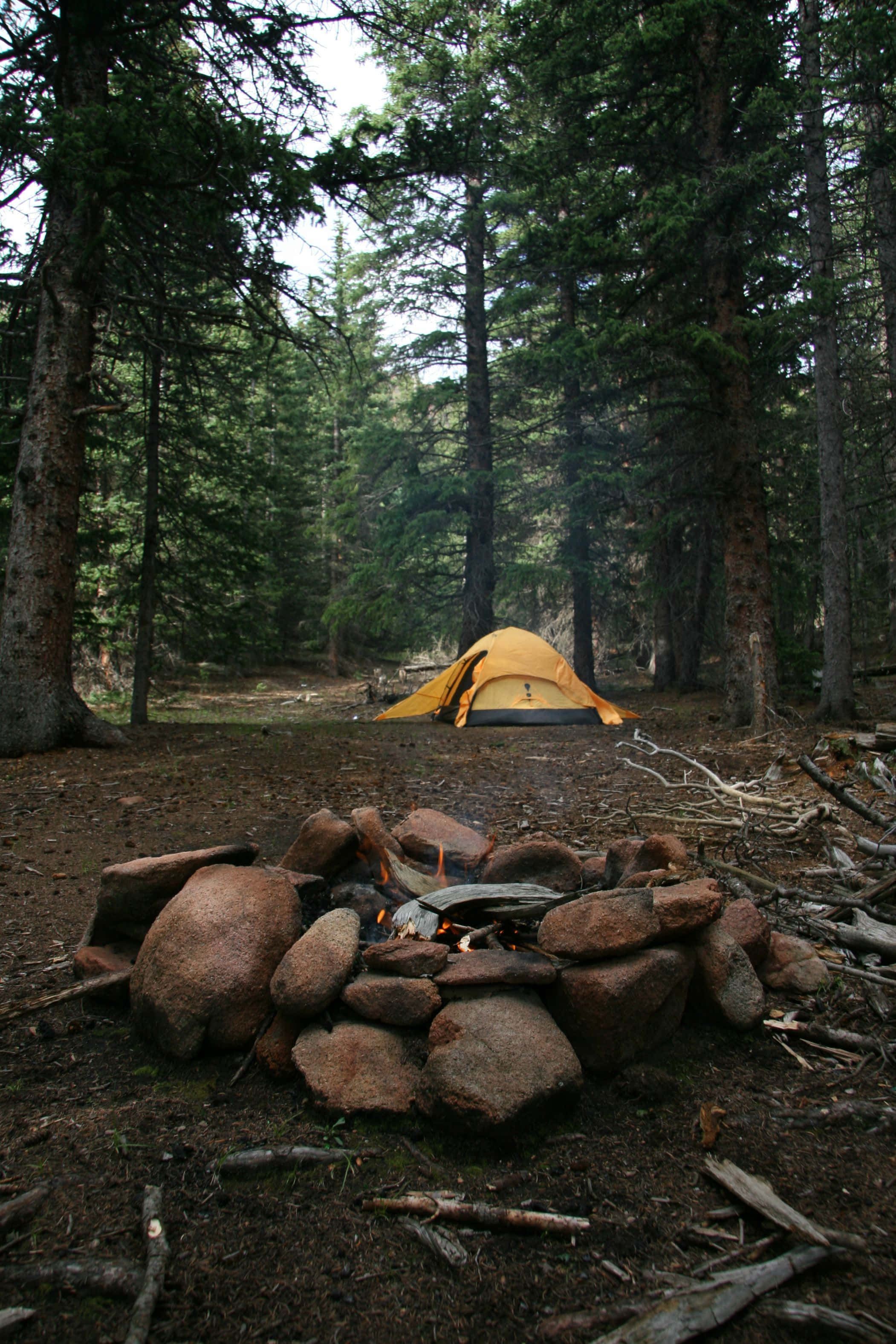 Minimalist Camping 桌布 壁紙 — 一個黃色帳篷坐落於茂密的松樹林中，前景有一個石頭營火在發光。