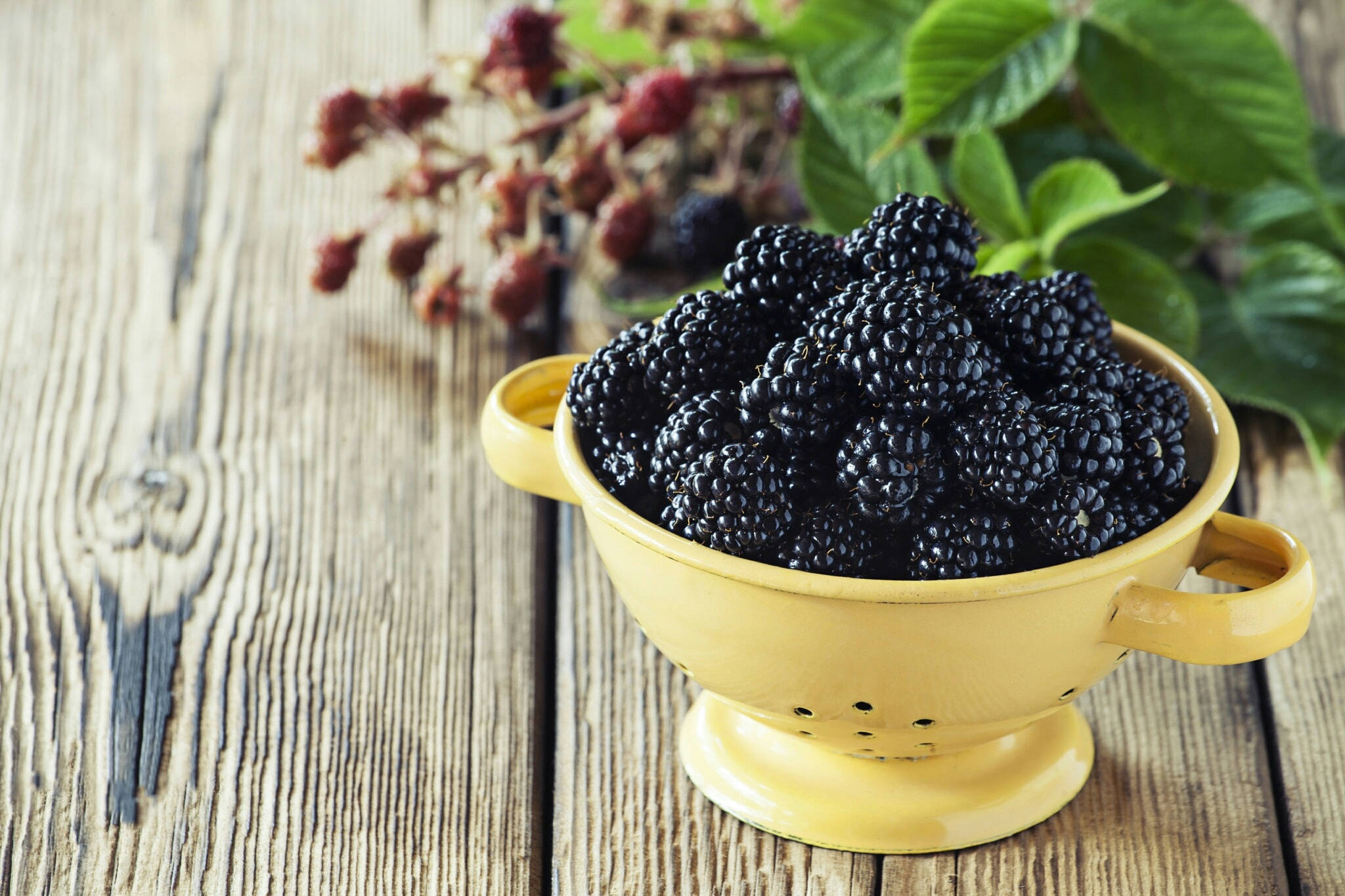 Berry 桌布 壁紙 — 一個黃色濾鍋裝滿飽滿的黑莓，放在一張風化的木桌上，旁邊有新鮮的綠葉和乾果。