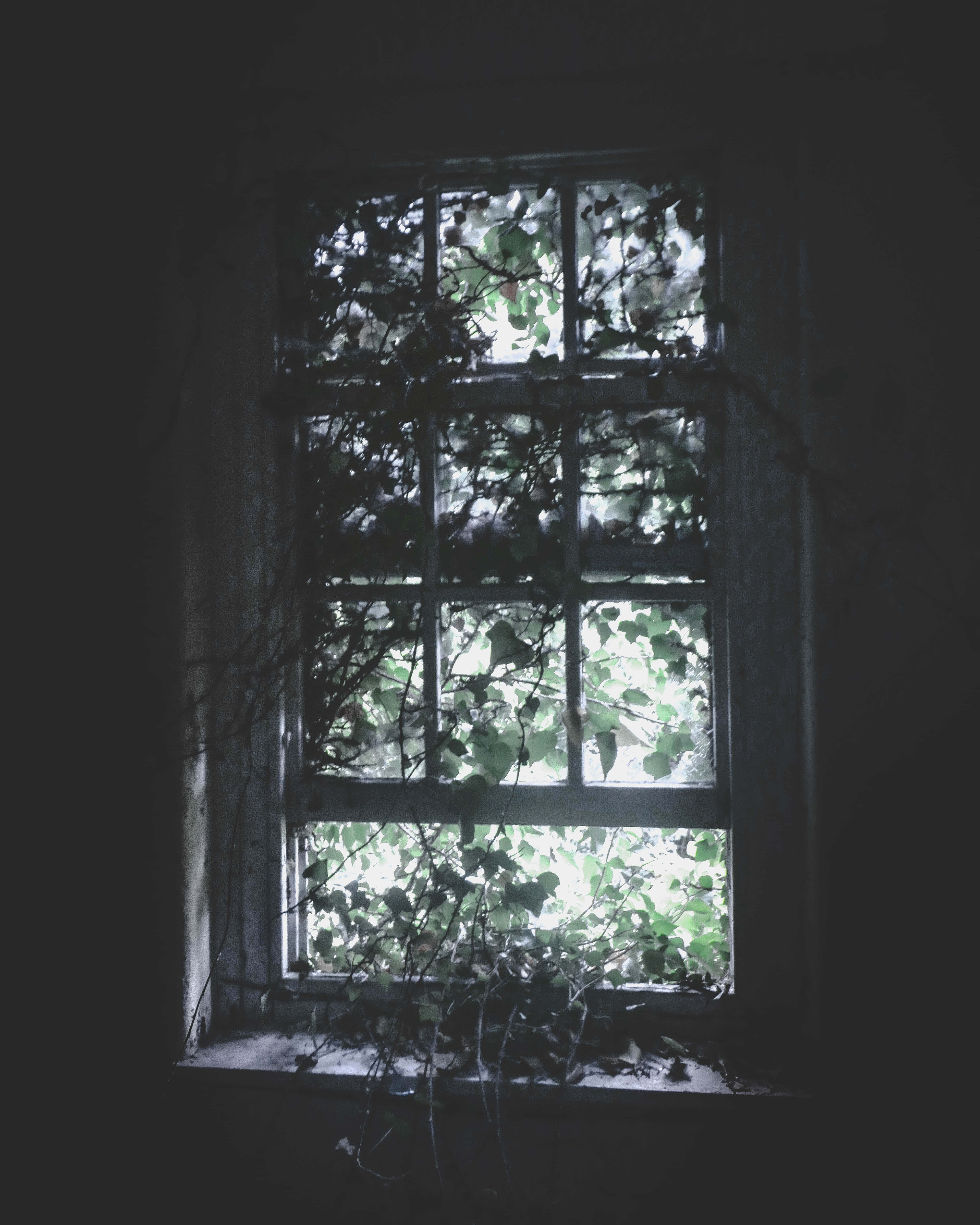 Dark Room 桌布 壁紙 — 一個黑暗廢棄的房間，有一扇風化的窗戶，被攀爬的常春藤環繞，讓外面柔和的綠光透進來。