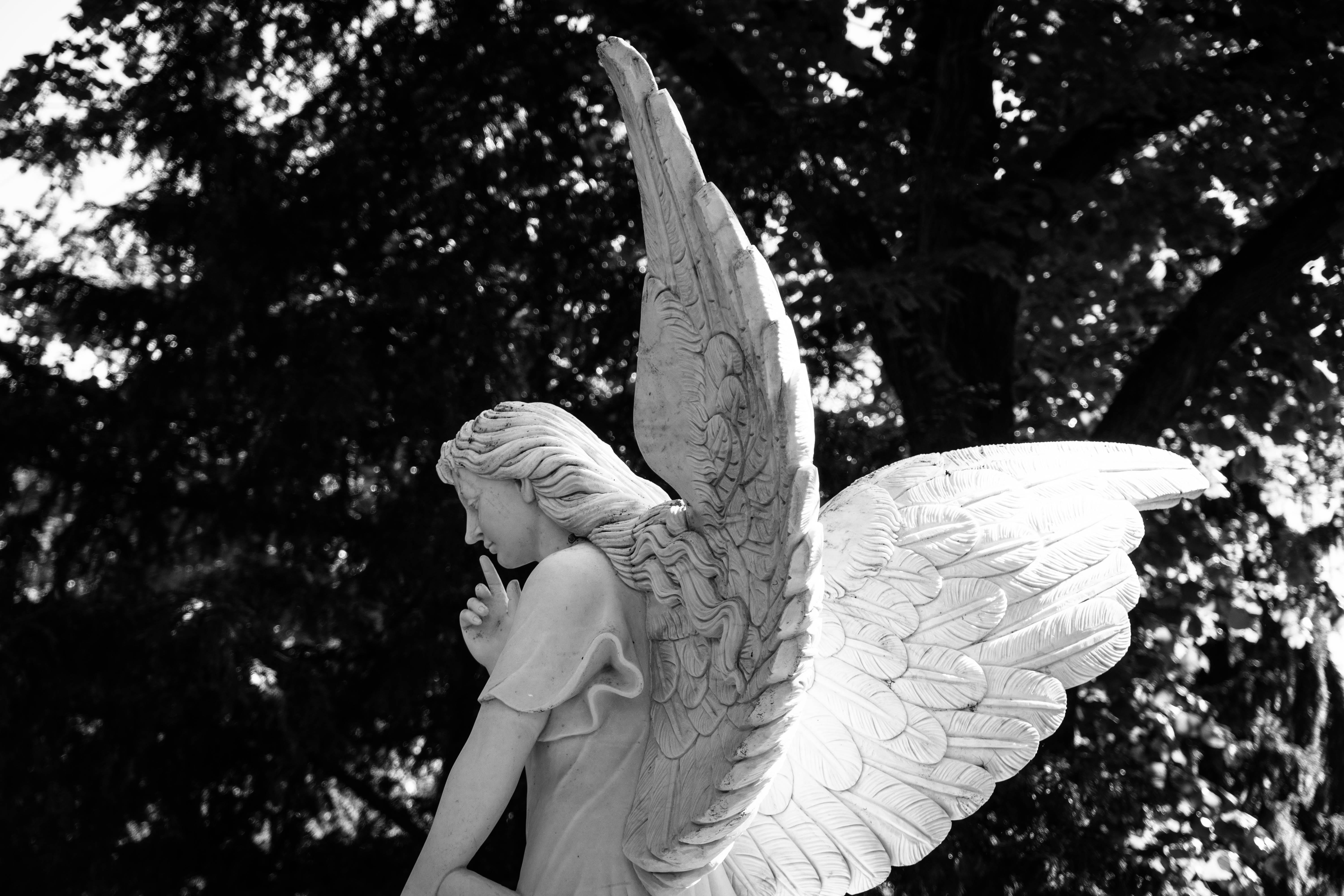 angels 桌布 壁紙 — 一個黑白天使雕像，帶有精細的翅膀和沉思的姿勢，站在黑暗樹木的背景前。