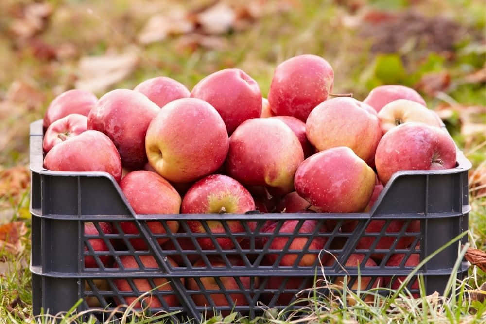 Fall Apples 桌布 壁紙 — 一個黑色塑膠箱裝滿新鮮紅蘋果，放在草地上，周圍有落葉。