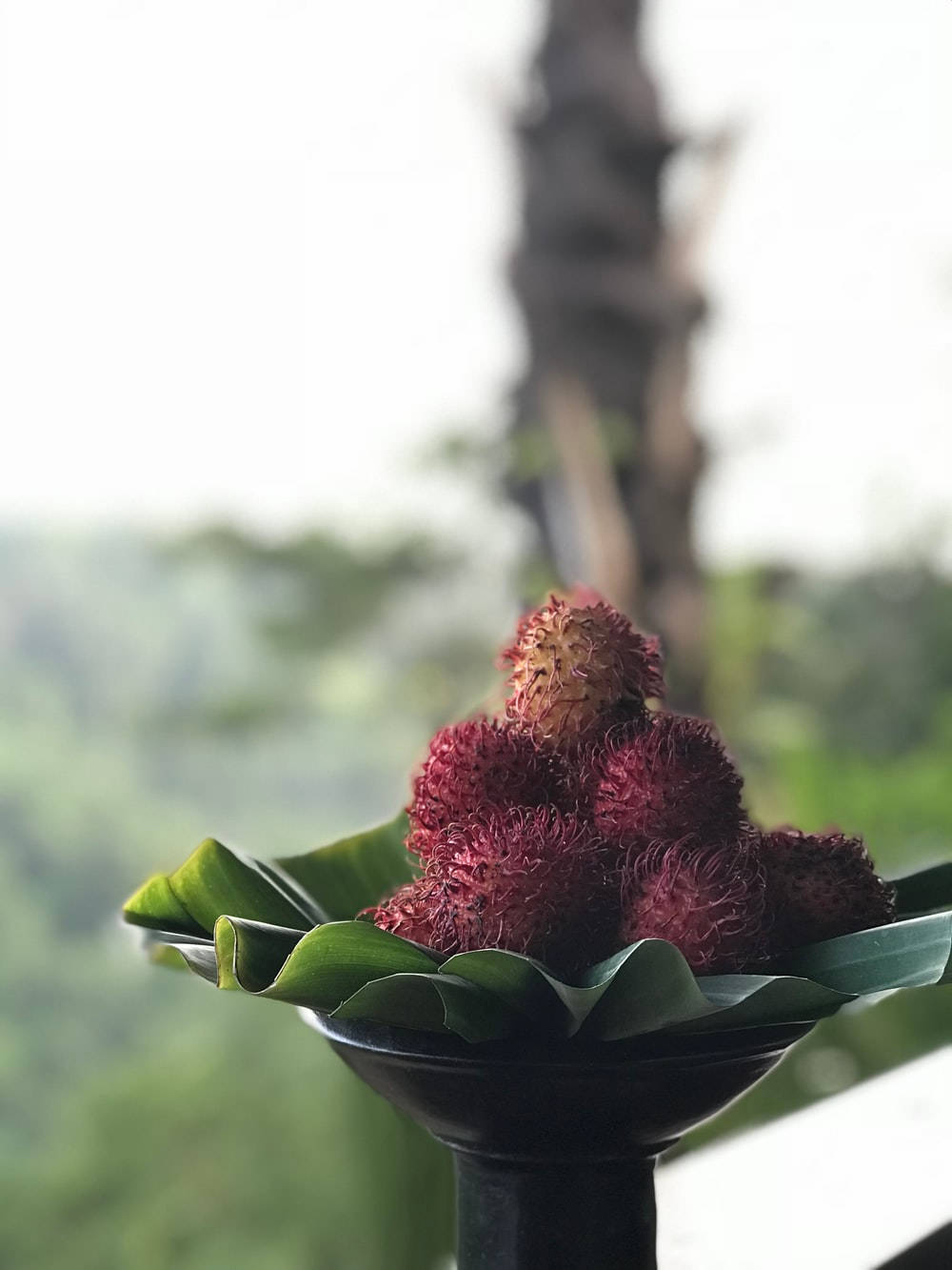 Fruits 桌布 壁紙 — 一個黑色碗盛載著鮮紅色的紅毛丹，放在綠色香蕉葉上，背景是柔焦的熱帶森林。