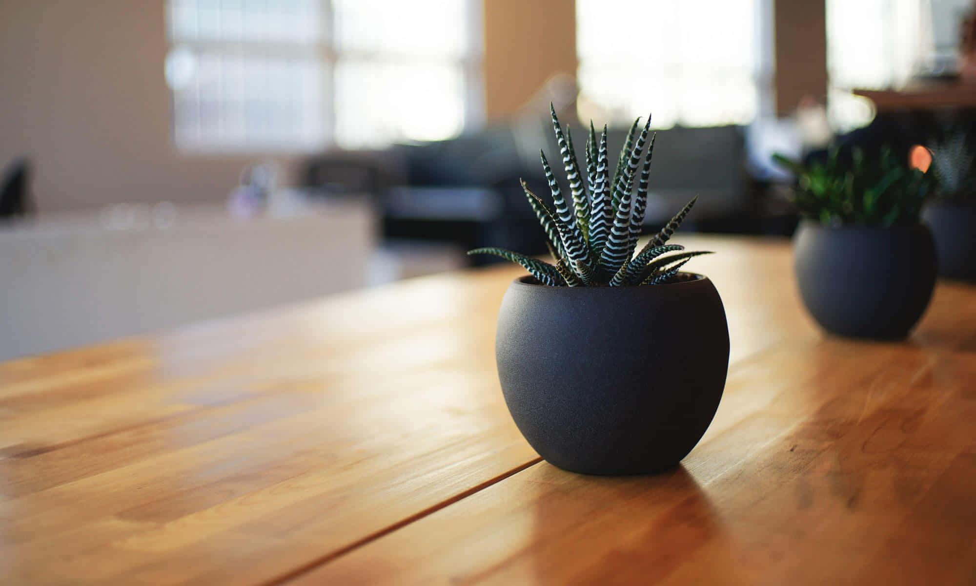 高清 桌布 壁紙 — 一個黑色花盆裡種著條紋多肉植物，放在溫暖的木桌上，背景窗戶透進柔和自然光。