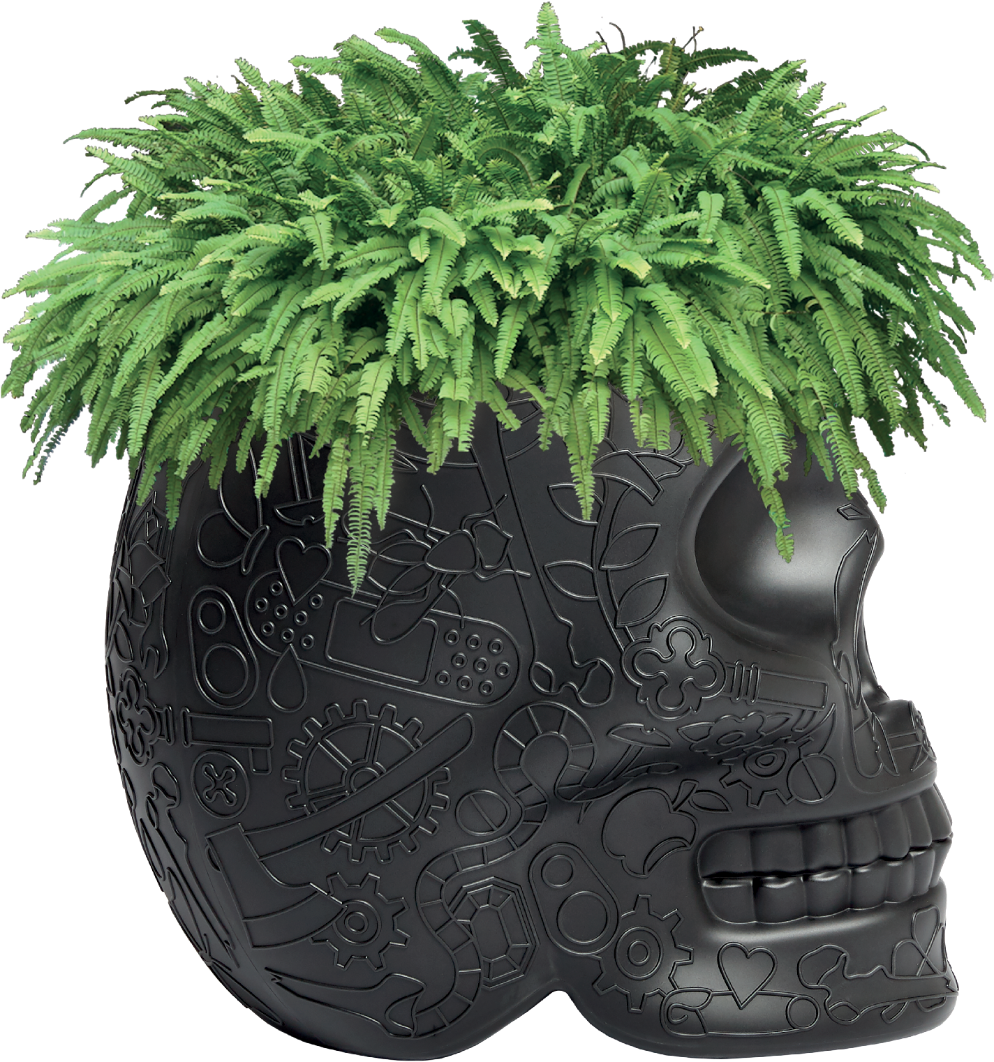 Plant 桌布 壁紙 — 一個黑色骷髏花盆，種滿茂盛的綠色蕨類植物，襯托在純白色背景上。