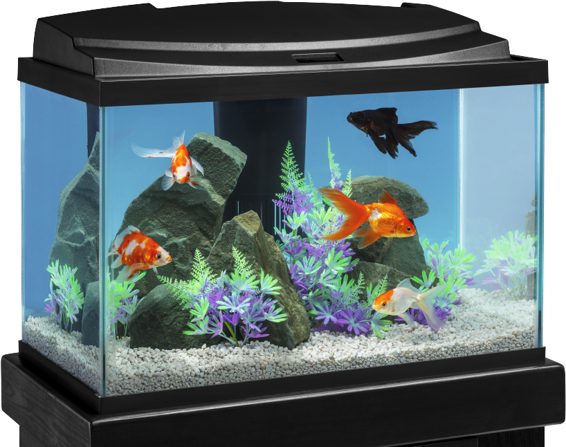 Aquarium 桌布 壁紙 — 一個黑色魚缸，內有橙色、白色和黑色的金魚在綠色和紫色植物以及灰色岩石之間游動，底部是白色礫石。