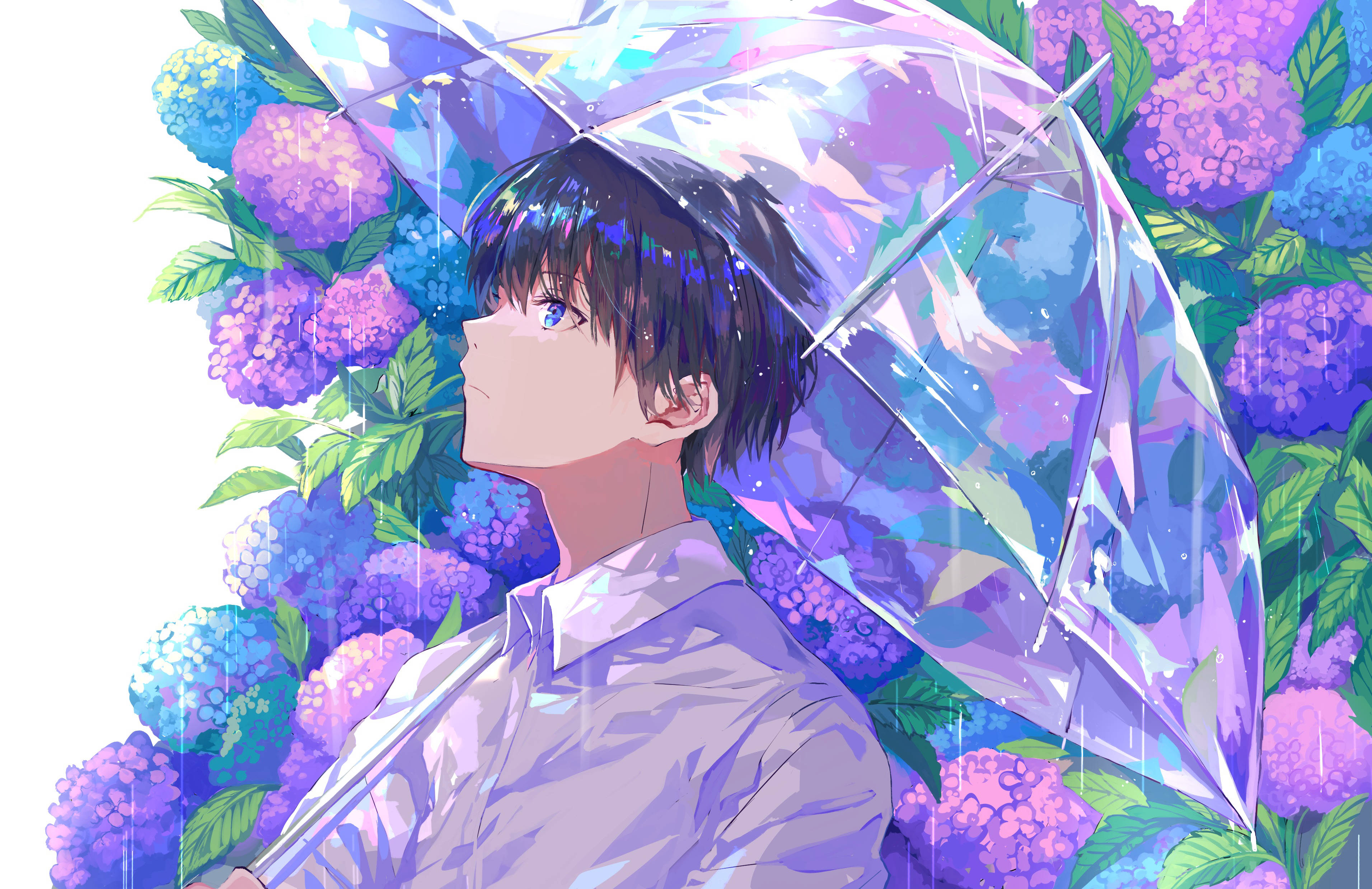 動漫美少年 桌布 壁紙 — 一個黑髮藍眼的年輕動漫男孩在溫柔的雨中，在充滿活力的紫色和藍色繡球花中撐著透明雨傘。