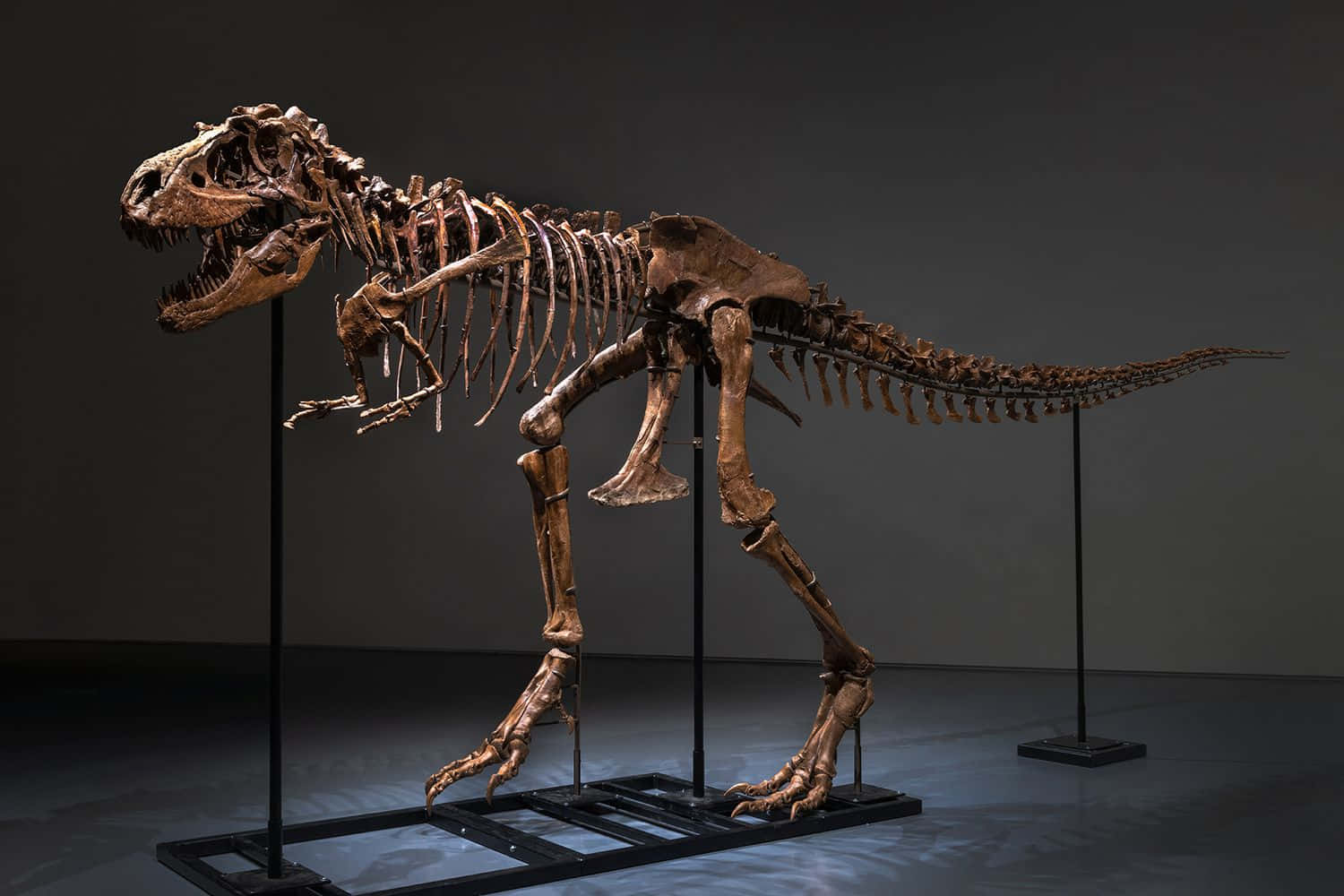 Dino 桌布 壁紙 — 一具高聳的暴龍骨架在昏暗的博物館畫廊中，以戲劇性的燈光照射，搭配時尚的黑色支架。