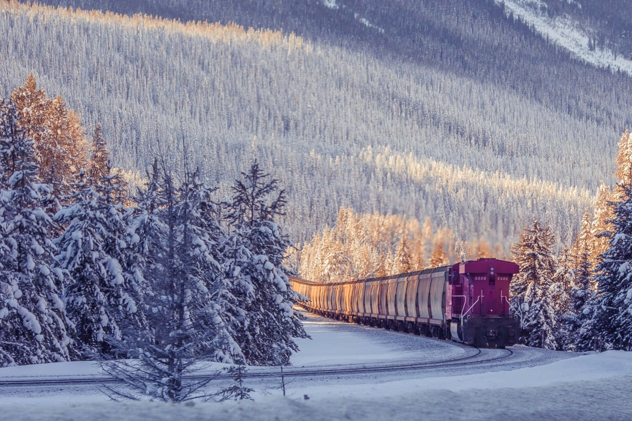 Best Winter 桌布 壁紙 — 一列充滿活力的洋紅色貨運列車在金色日出時蜿蜒穿過白雪覆蓋的松樹林。