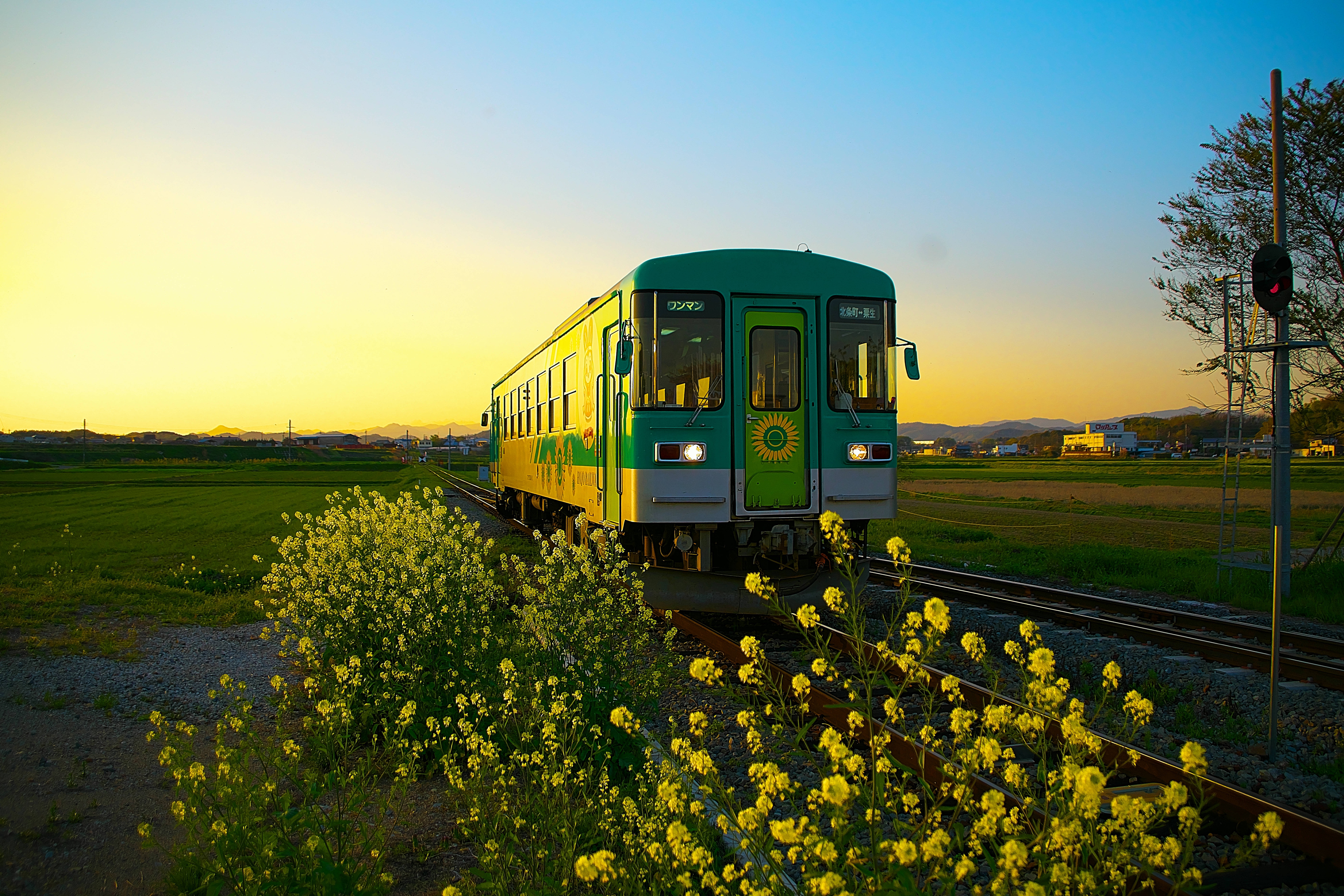 火車 桌布 壁紙 — 一列綠色和黃色的火車在日落時分滑過一片盛開黃花的金色田野。