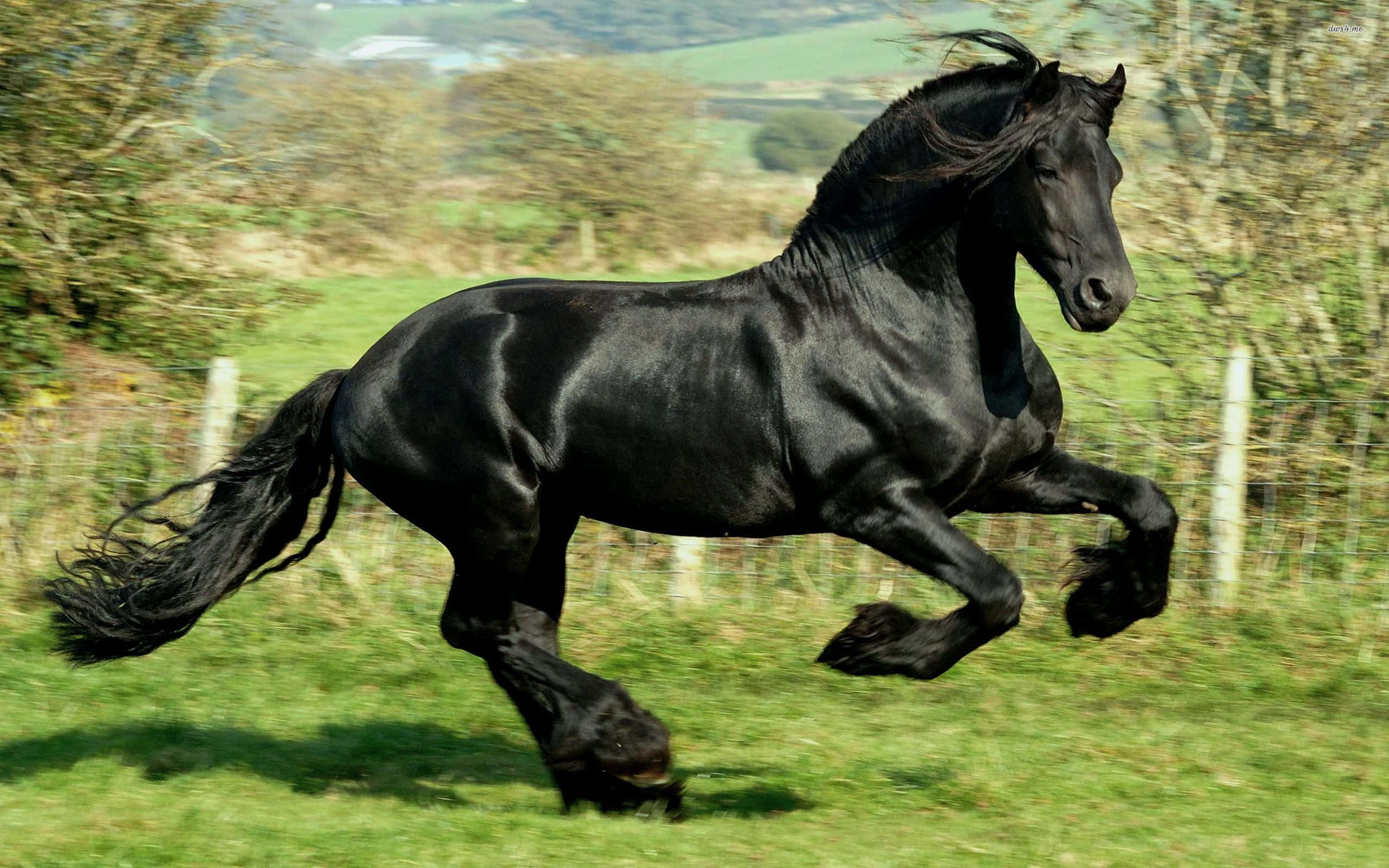 Mustang Horse 桌布 壁紙 — 一匹優雅的黑弗里斯蘭馬在陽光明媚的綠色牧場上強勁奔馳，背景有模糊的樹木和籬笆。