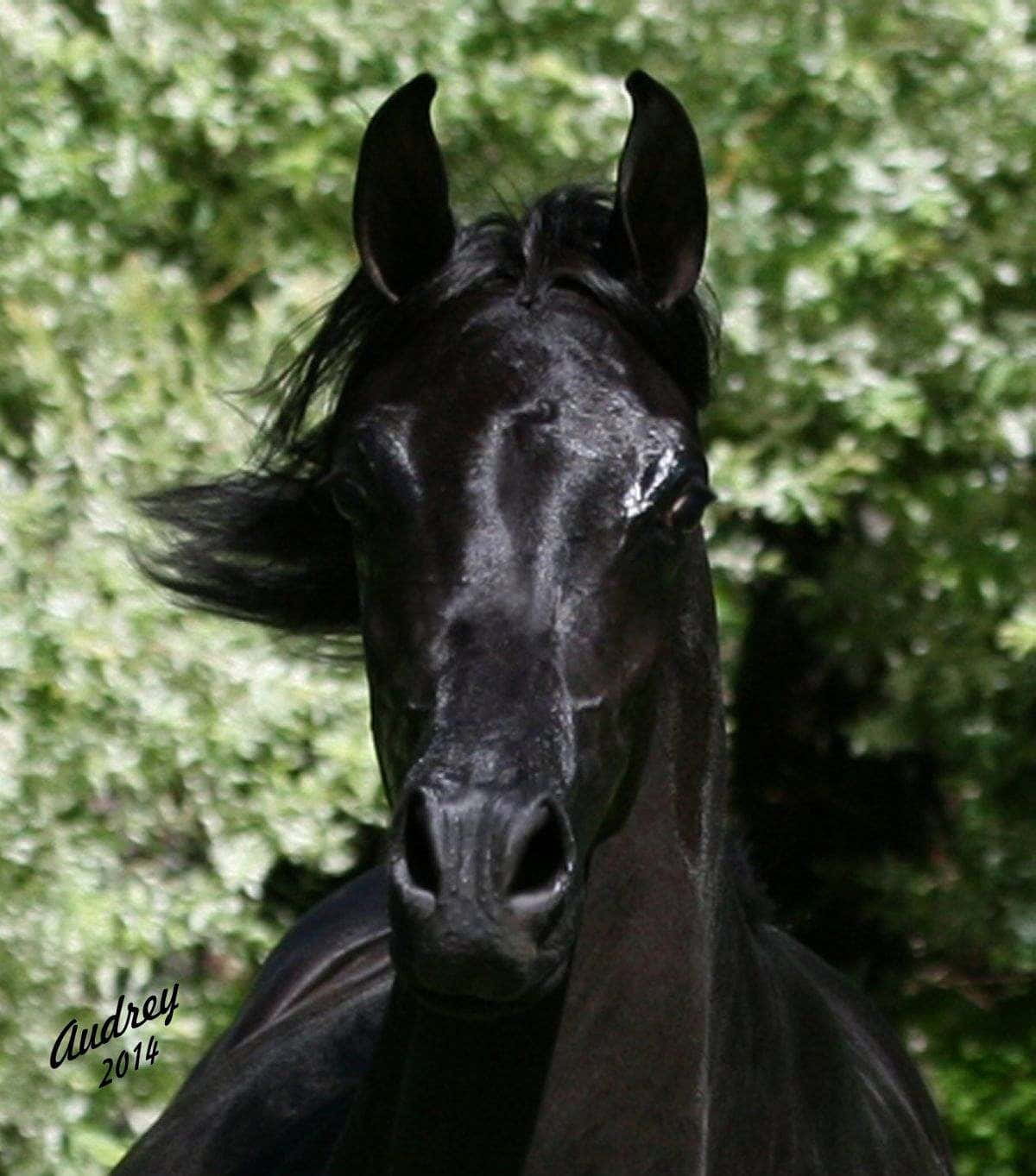 Arabian Horse 桌布 壁紙 — 一匹光滑的黑馬，豎起警覺的耳朵，毛色光澤，站在茂密的綠色樹葉背景前的特寫。