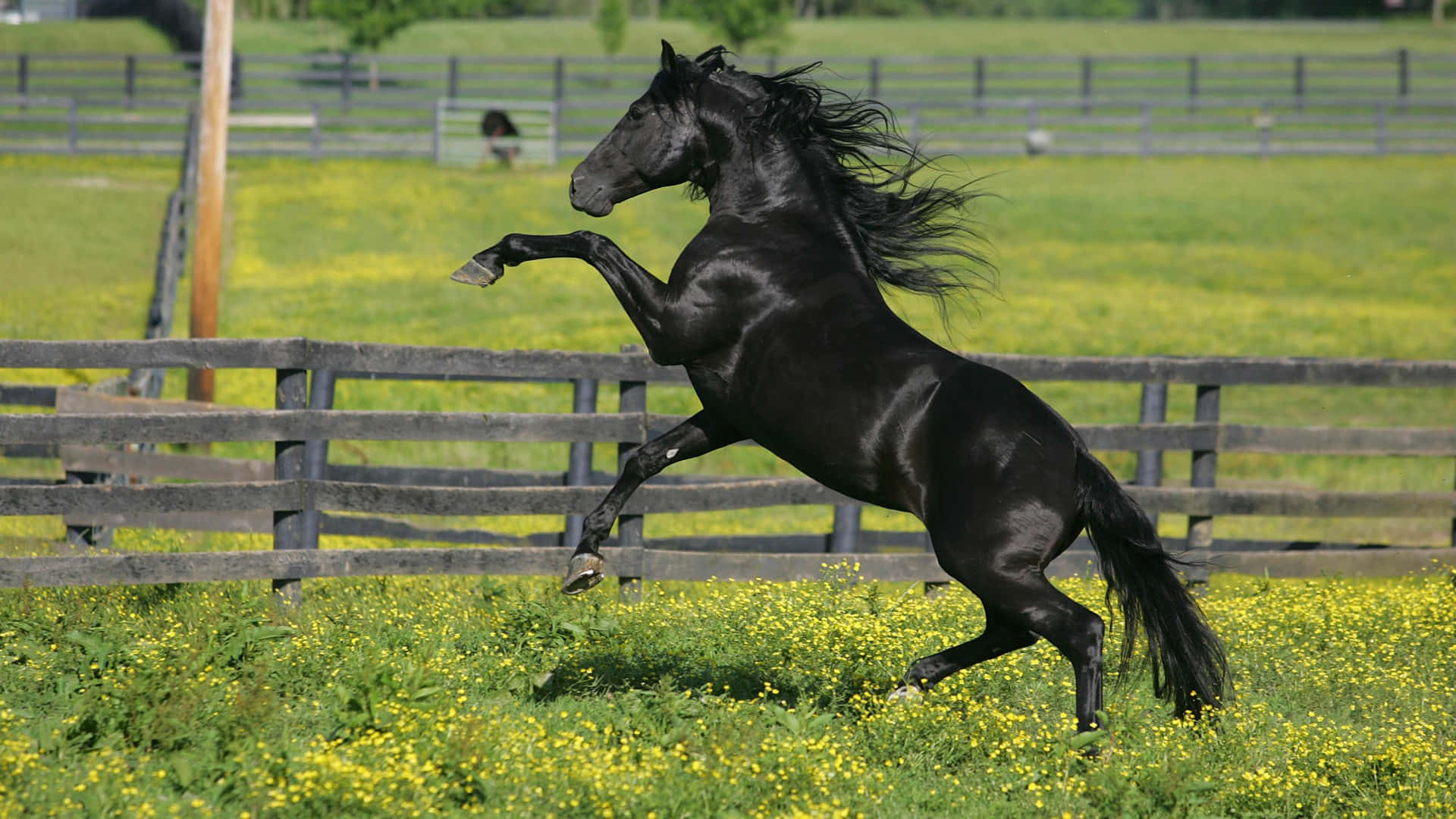 Black Horse 桌布 壁紙 — 一匹光滑的黑馬在陽光普照的黃色野花田裡，於木柵欄後強有力地揚起前蹄。