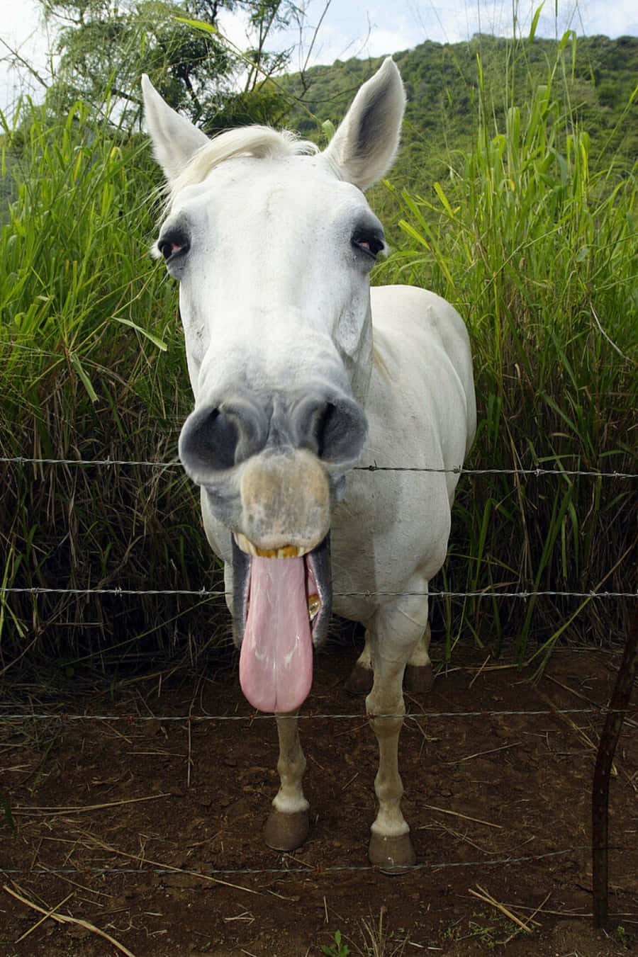Funny Horse 桌布 壁紙 — 一匹好奇的白馬在茂密綠野的鐵絲網籬笆後面頑皮地伸出粉紅色的舌頭。
