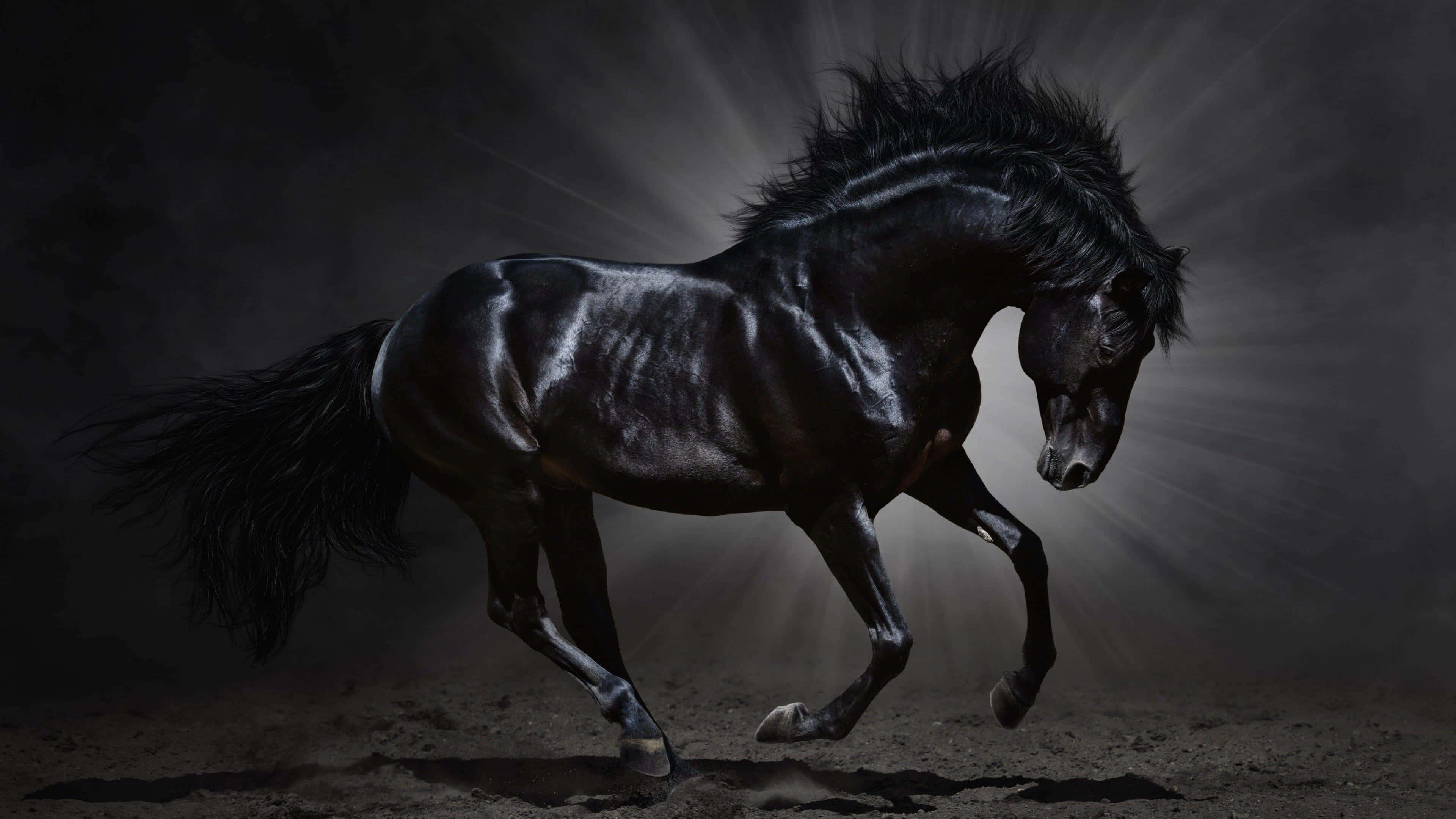 Mustang Horse 桌布 壁紙 — 一匹威嚴的黑馬在黑暗背景下強力奔馳，戲劇性的背光凸顯其光澤的皮毛。