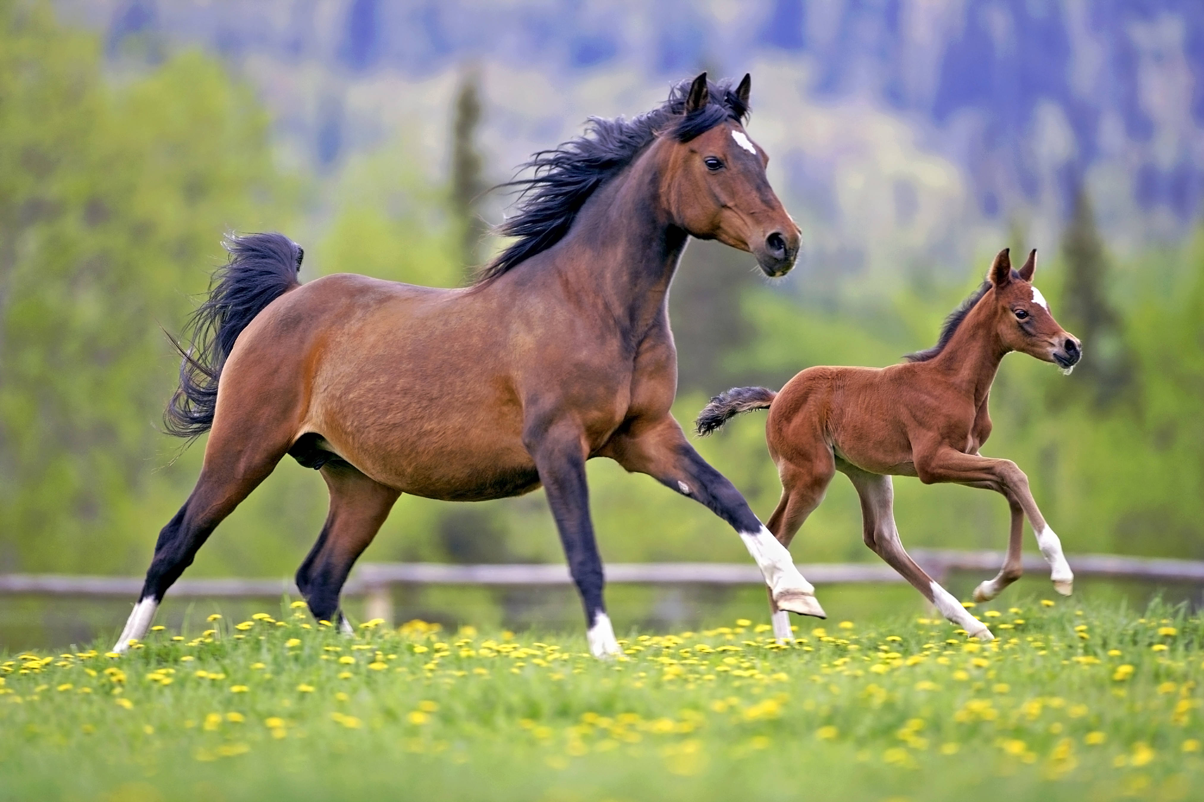 animals 桌布 壁紙 — 一匹威風凜凜的成年馬和牠的小馬駒並肩奔馳在陽光普照、點綴著黃色蒲公英的草地上。