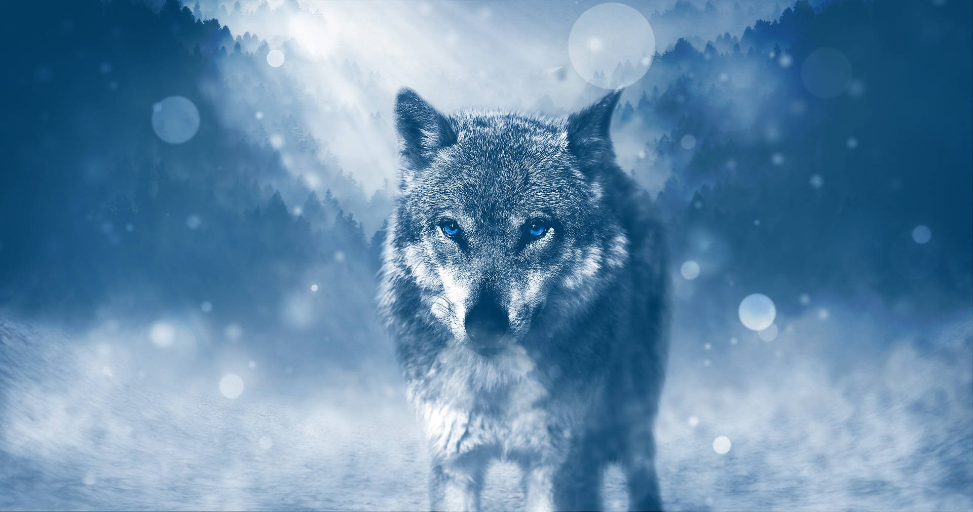 HD Wolf 桌布 壁紙 — 一匹孤狼，擁有銳利的藍色眼睛，站在雪地森林中，背景是迷濛的藍天和柔和散景燈光。