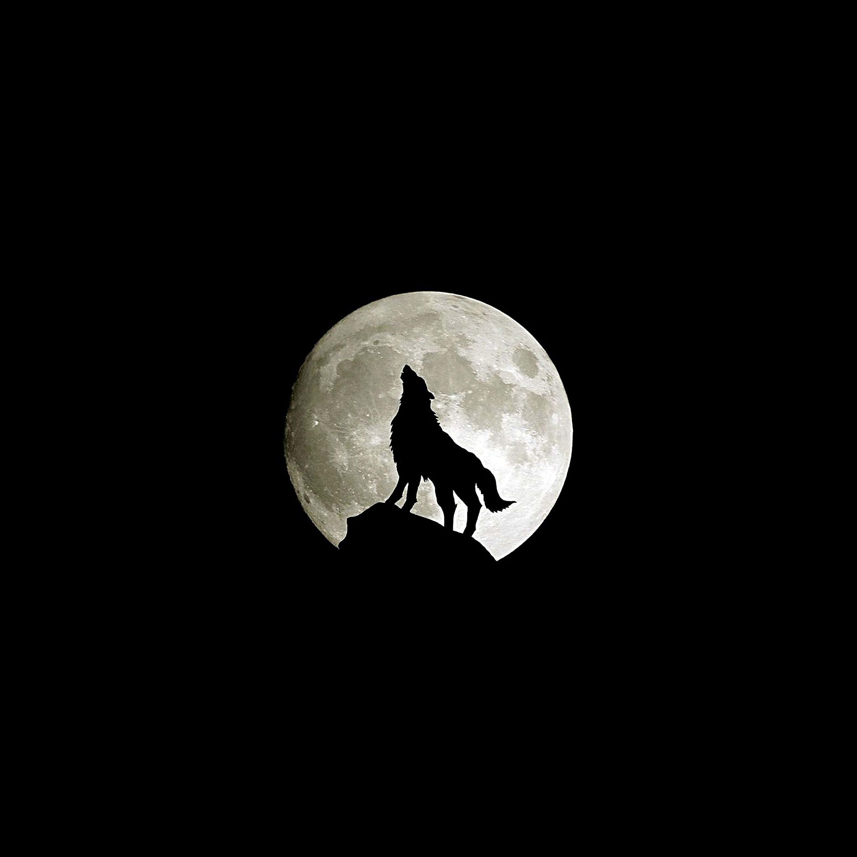 Howling Wolf 桌布 壁紙 — 一匹孤狼剪影在漆黑天空中，於岩石山頂對著巨大紋理滿月嚎叫。