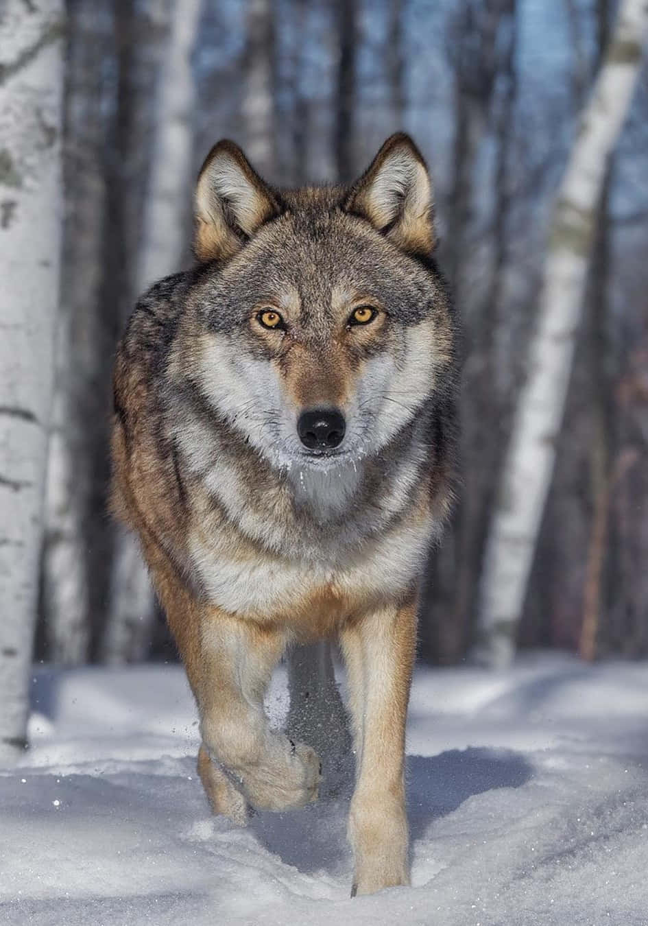 Beautiful Wolf 桌布 壁紙 — 一匹孤狼在深雪中向前邁步，琥珀色的眼睛炯炯有神，背景是光禿禿的白樺樹。