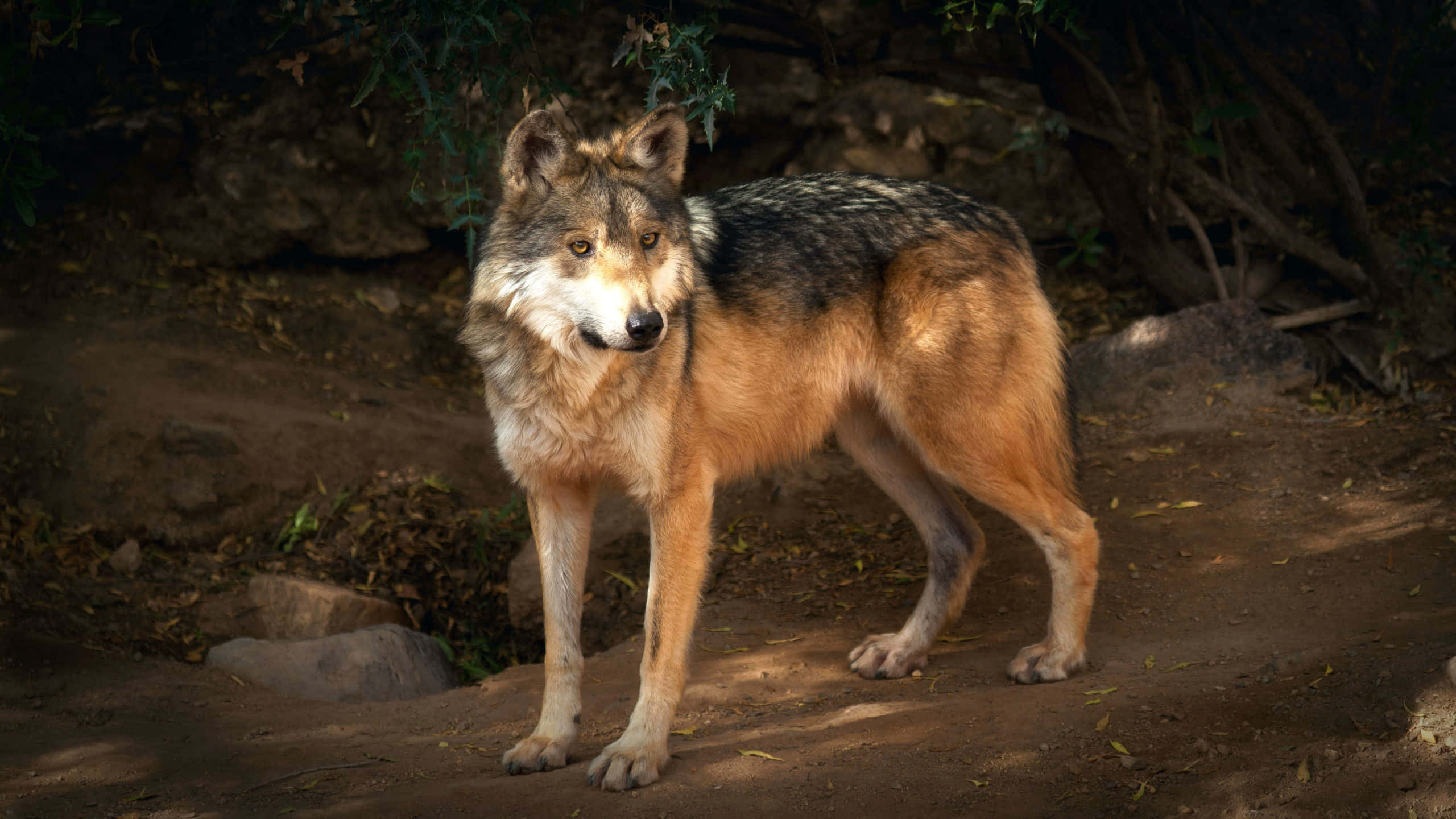 Wolf In Forest 桌布 壁紙 — 一匹孤狼在穿過樹木的斑駁陽光中警覺地站立，在岩石地面上投下陰影。