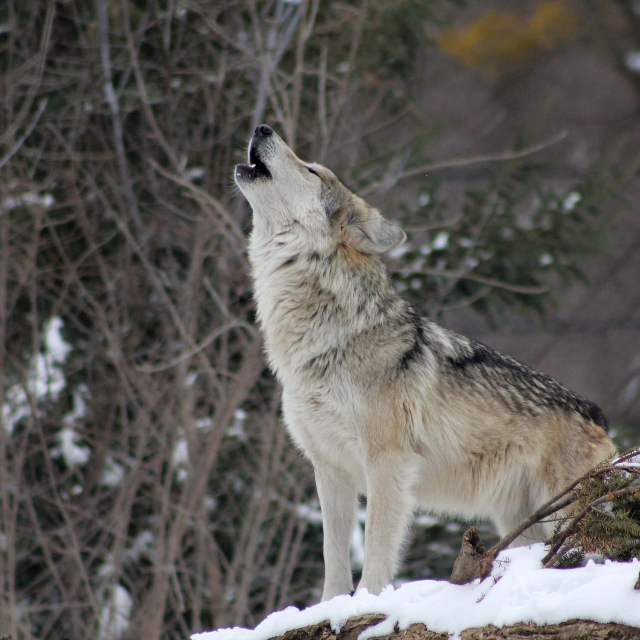Howling Wolf 桌布 壁紙 — 一匹孤狼對著雪地森林背景向上嚎叫，背景有光禿的樹枝和常青樹。