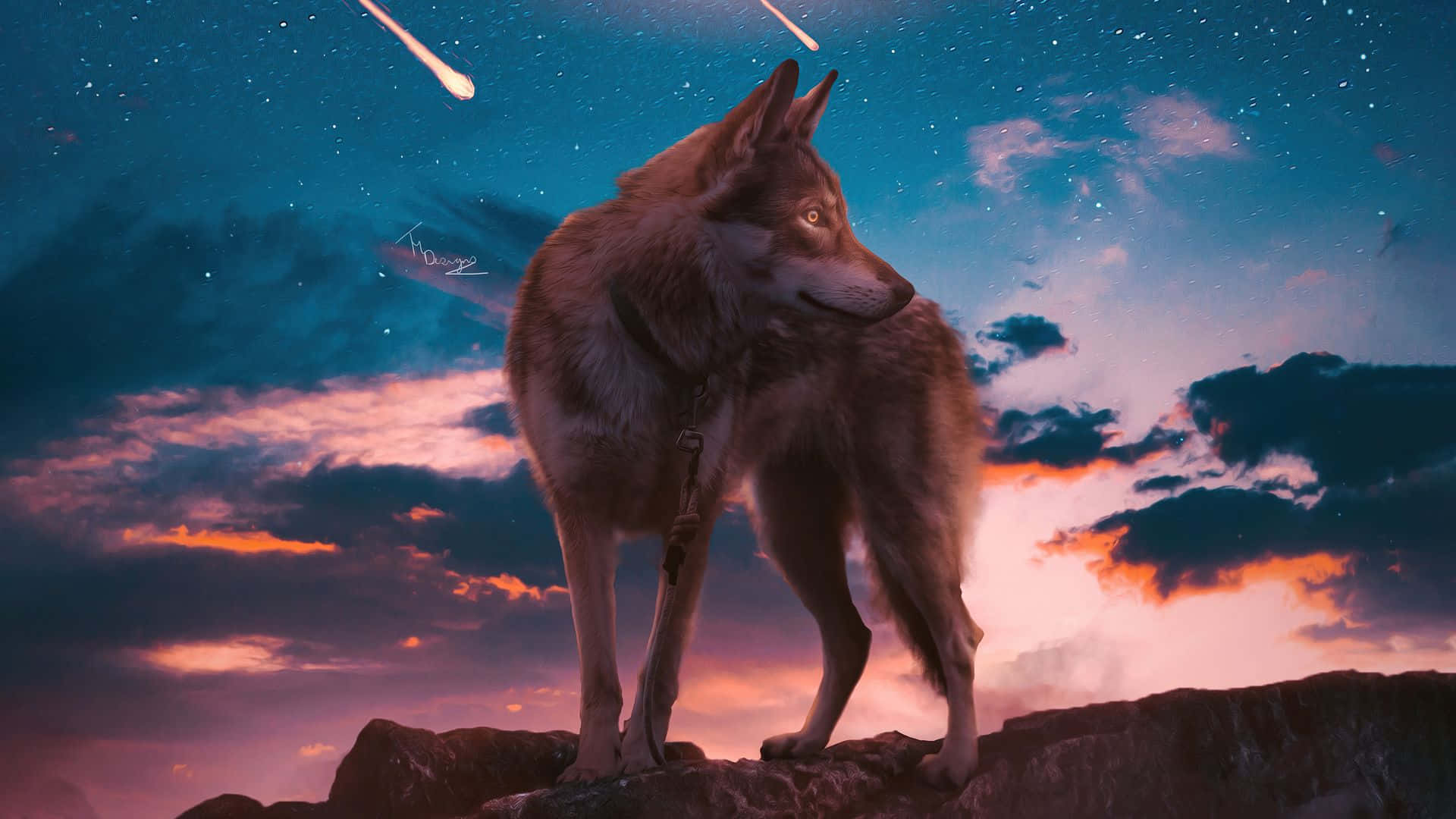 Meteor Shower 桌布 壁紙 — 一匹孤狼站在岩石峭壁上，背景是星光燦爛的暮色天空，劃過墜落的流星和發光的雲彩。