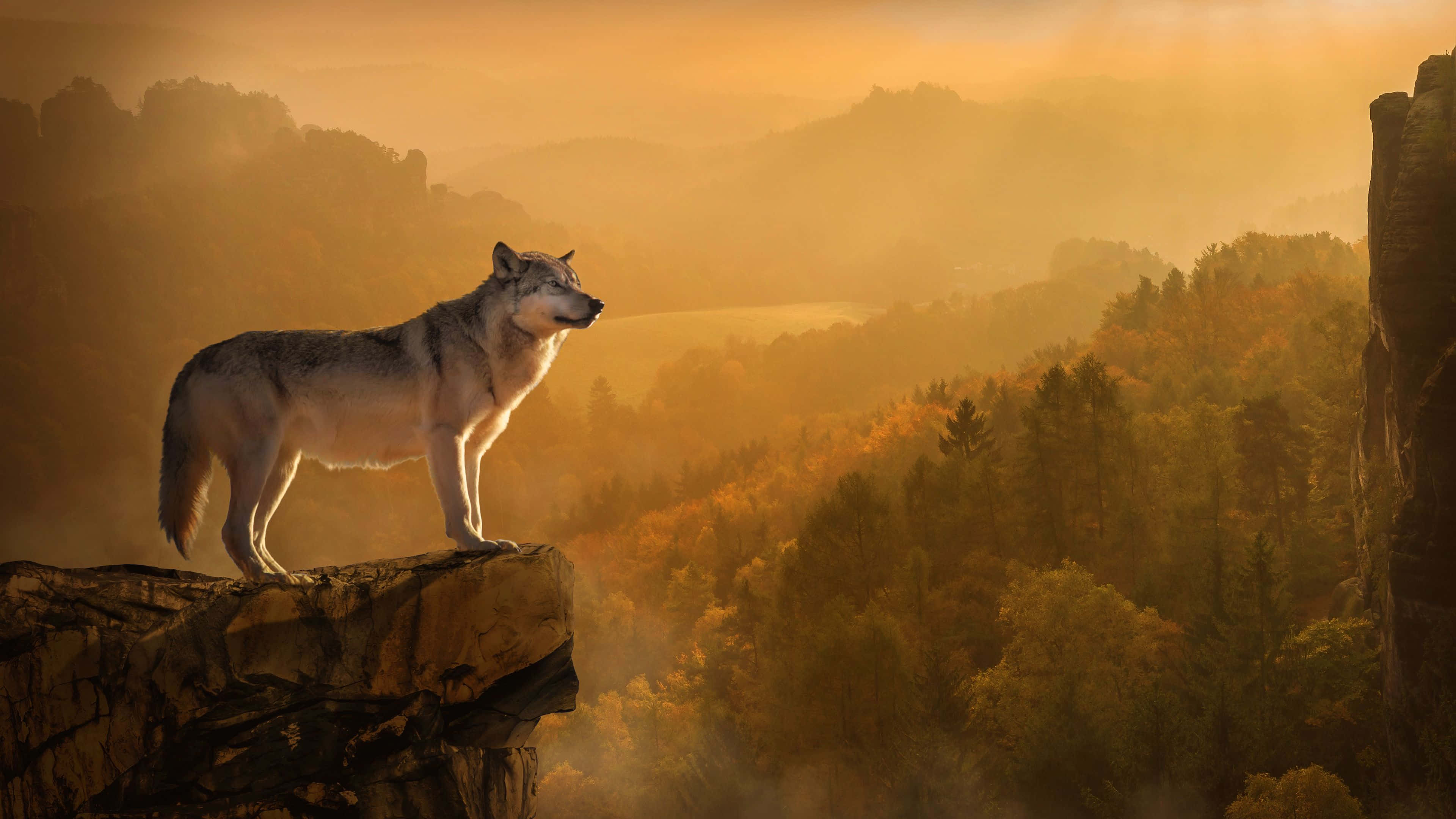 Wolf In Autumn 桌布 壁紙 — 一匹孤狼站在懸崖頂上，俯瞰著沐浴在金色晨光中的霧濛濛秋谷。