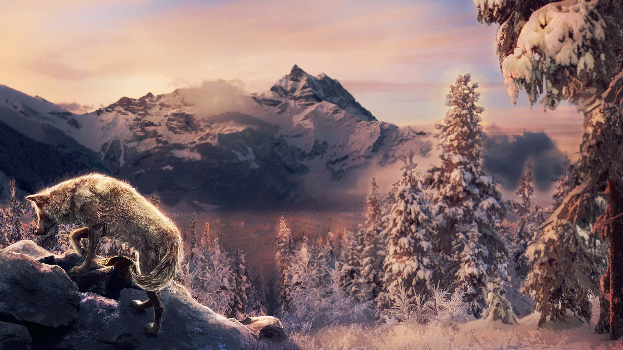 Wolf In Mountains 桌布 壁紙 — 一匹孤狼站在白雪覆蓋的懸崖上，俯瞰著結霜的松樹林和遠處夕陽下積雪的山峰。