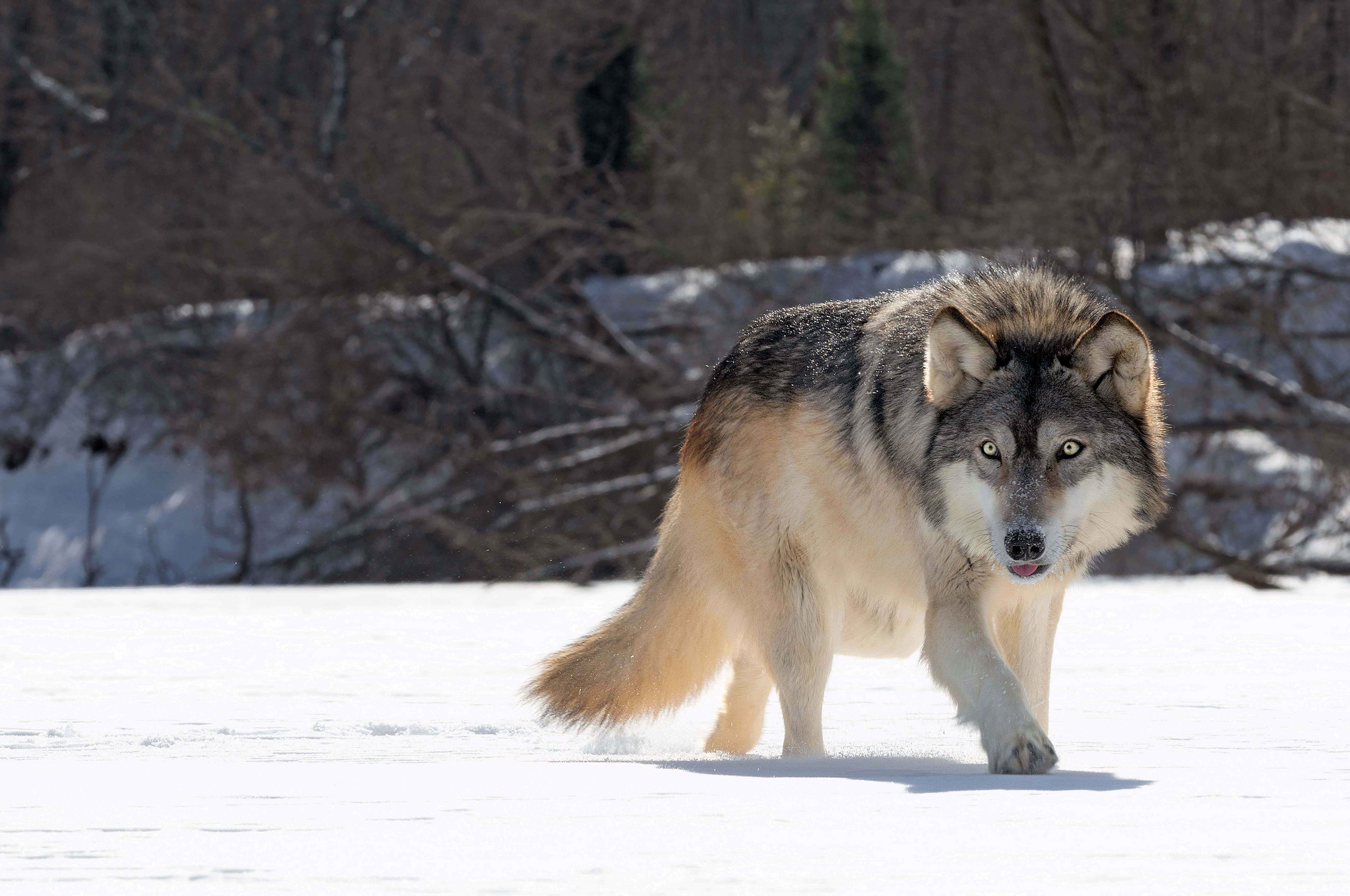 Gray Wolf 桌布 壁紙 — 一匹孤狼自信地走過陽光明媚的雪地，背景是光禿禿的樹木。