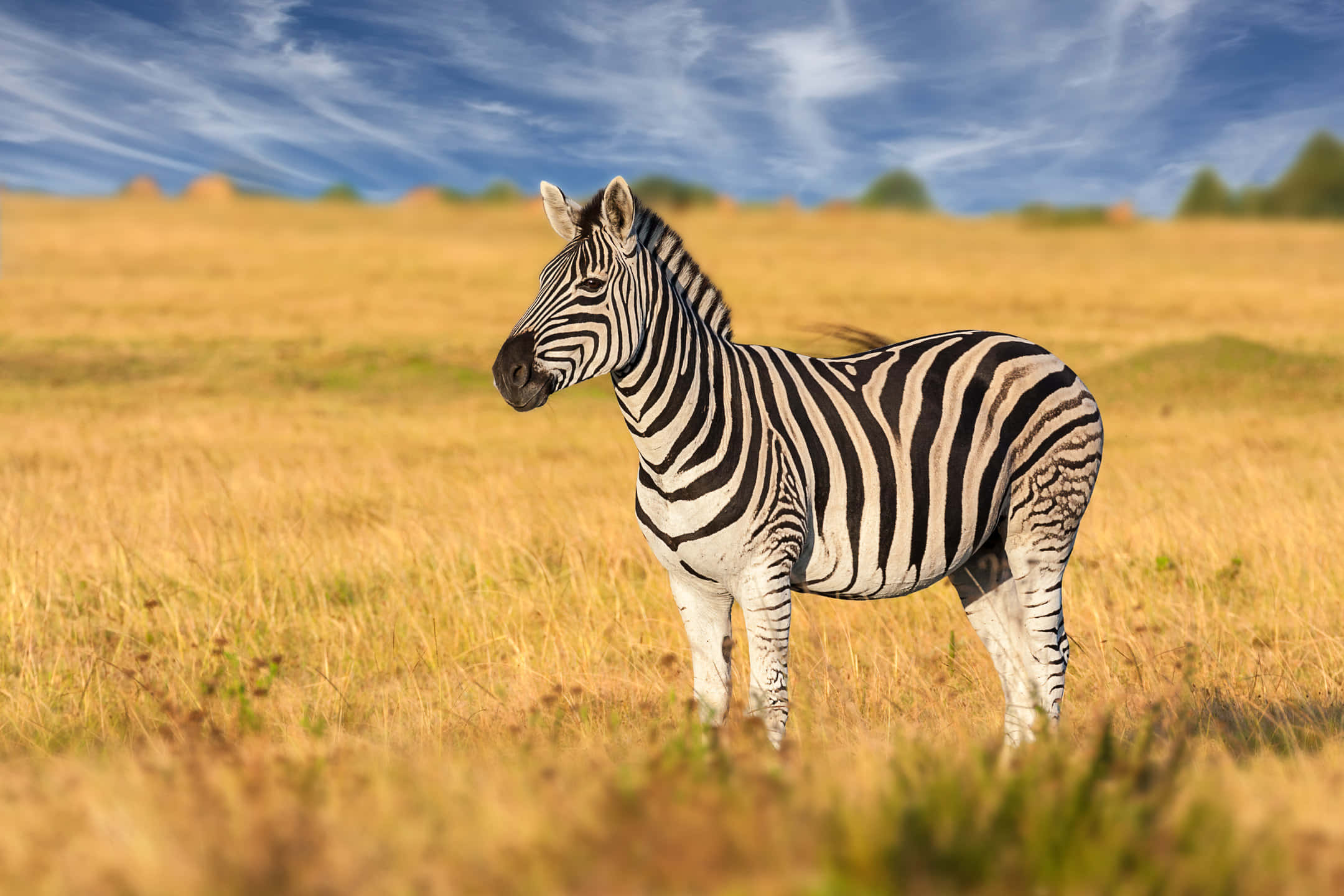 Zebra 桌布 壁紙 — 一匹孤獨的斑馬在金色草地的稀樹草原上警覺地站立，天空湛藍，有縷縷白雲。