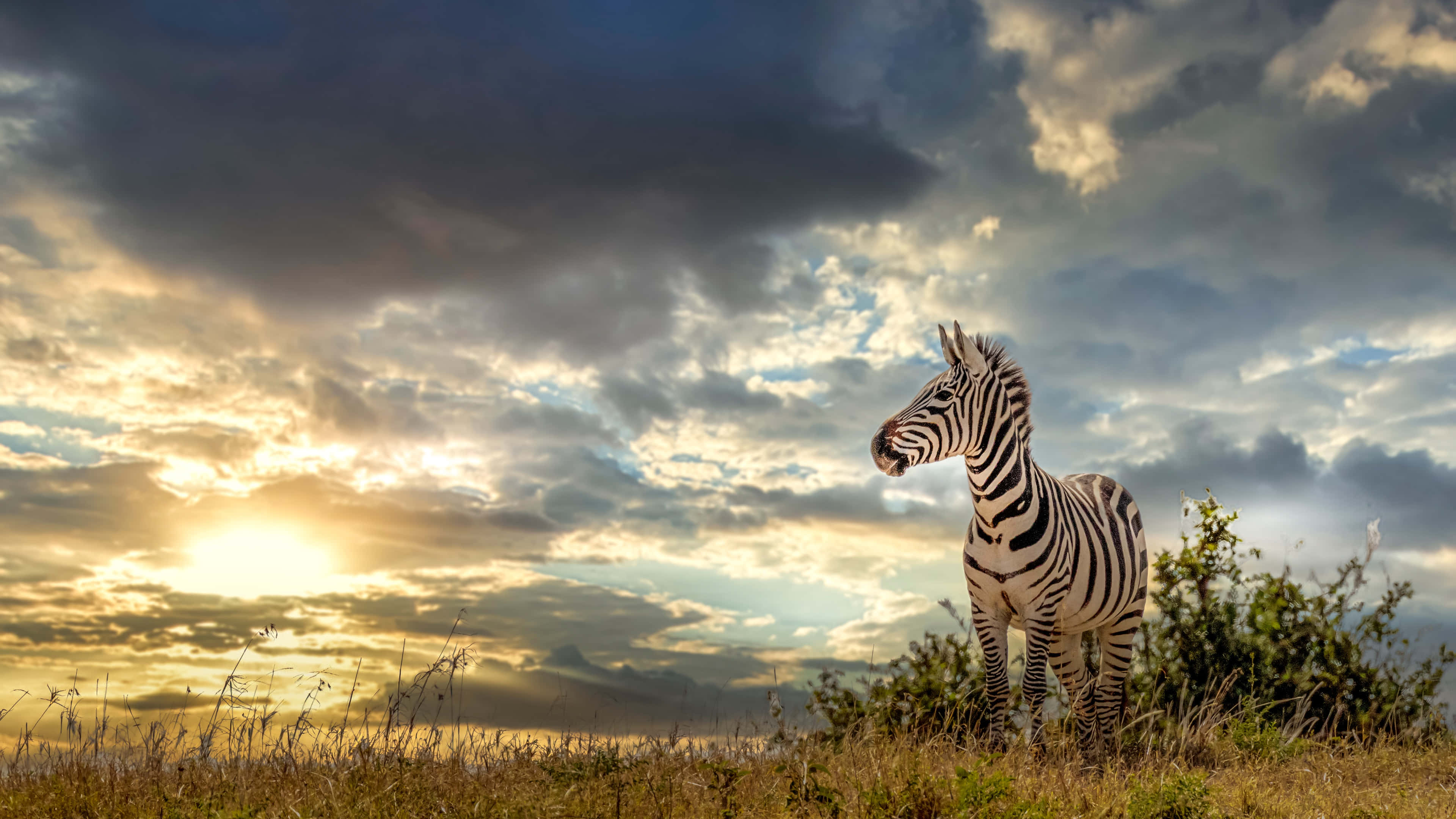 Zebra 桌布 壁紙 — 一匹孤獨的斑馬站在金色的草地上，背景是壯麗的日落天空和發光的雲彩。