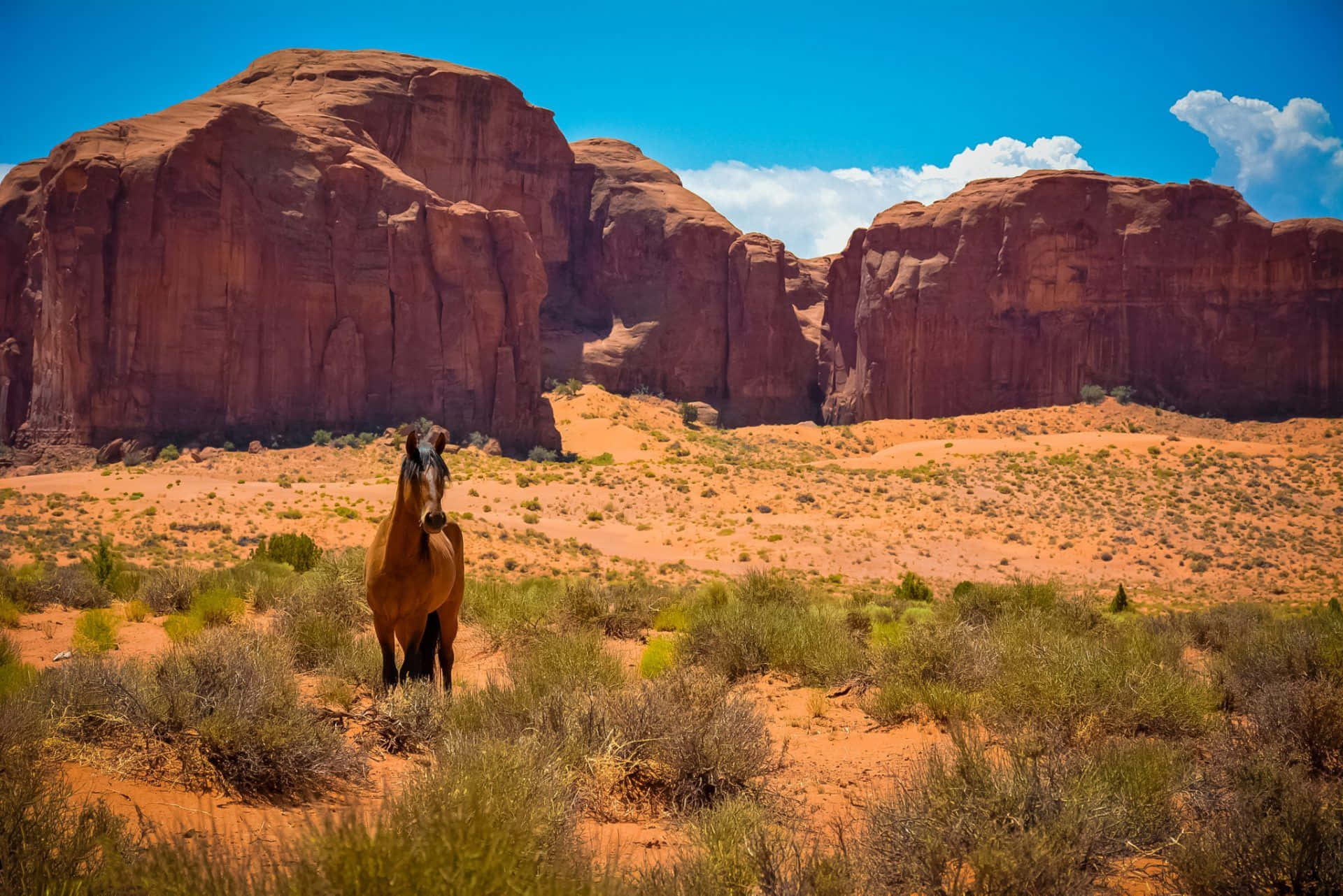 Wild West 桌布 壁紙 — 一匹孤獨的棕色馬匹站在陽光明媚的沙漠中，背後有紅色岩石地貌和藍天。