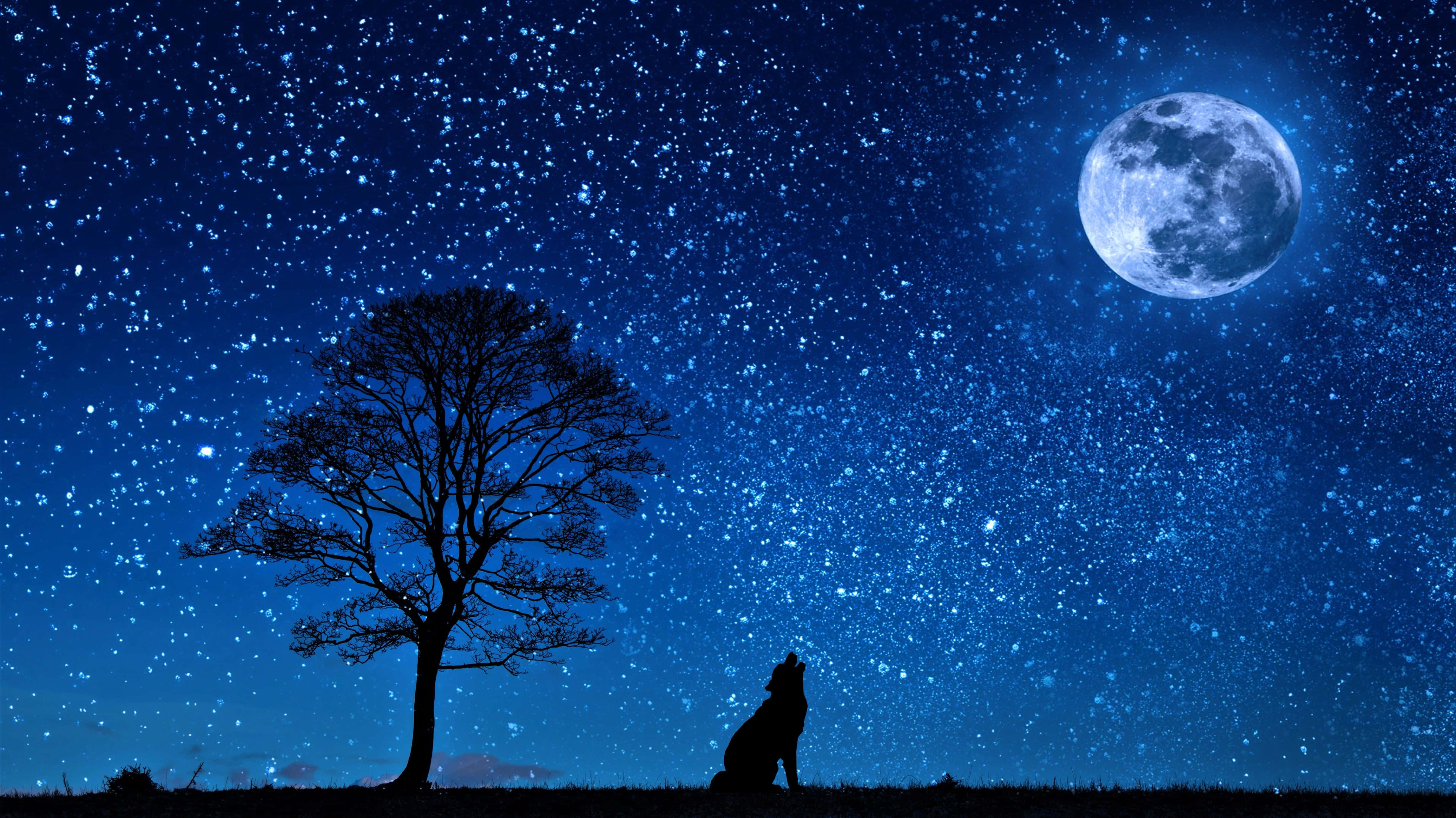 月亮與星星 桌布 壁紙 — 一匹孤獨的狼在滿月照耀著孤樹的星空夜空下嚎叫。