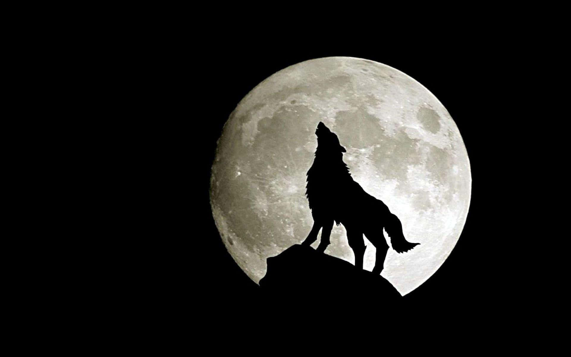 Mystical Wolf 桌布 壁紙 — 一匹孤獨的狼在黑色天空下，以巨大紋理滿月為背景，在岩石山峰上剪影嚎叫。