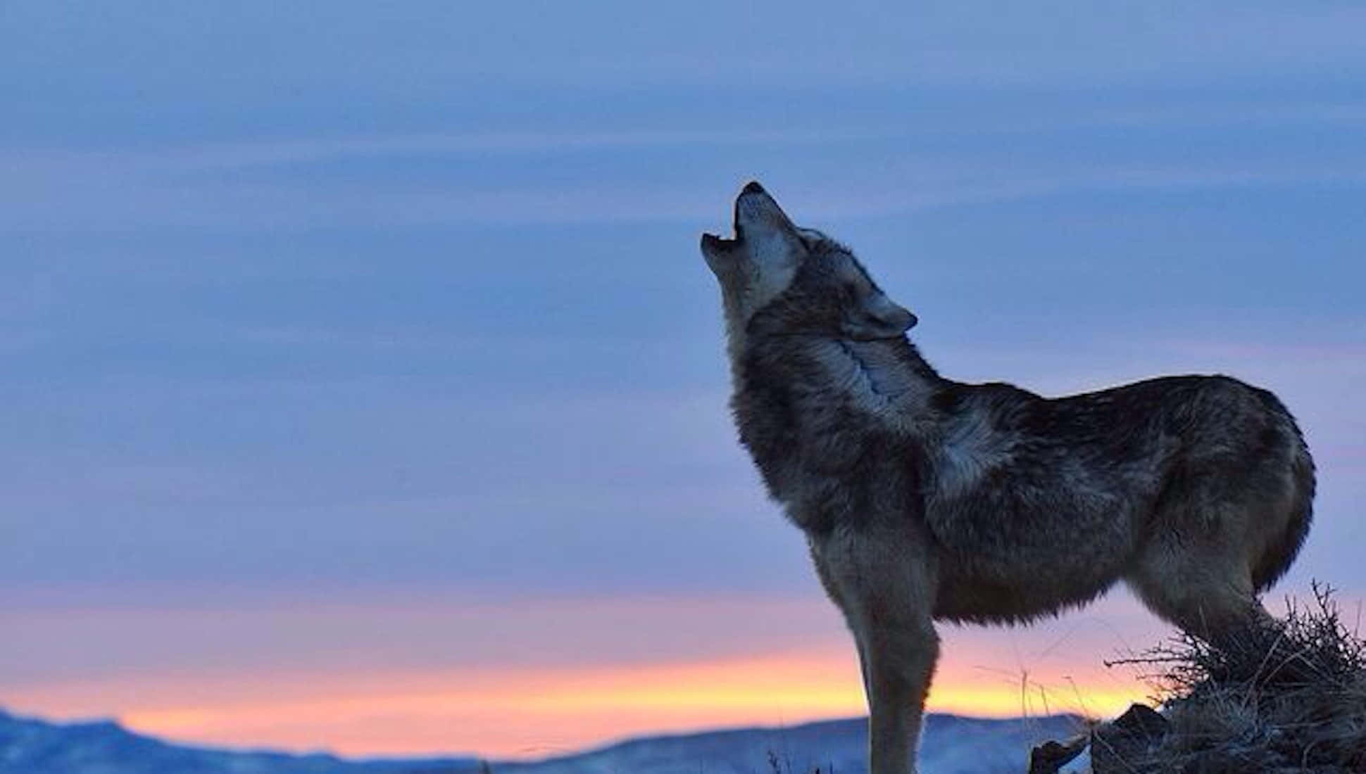 Howling Wolf 桌布 壁紙 — 一匹孤獨的狼對著暮色天空向上嚎叫，天空在遠山之上塗抹著柔和的橙色和藍色色調。