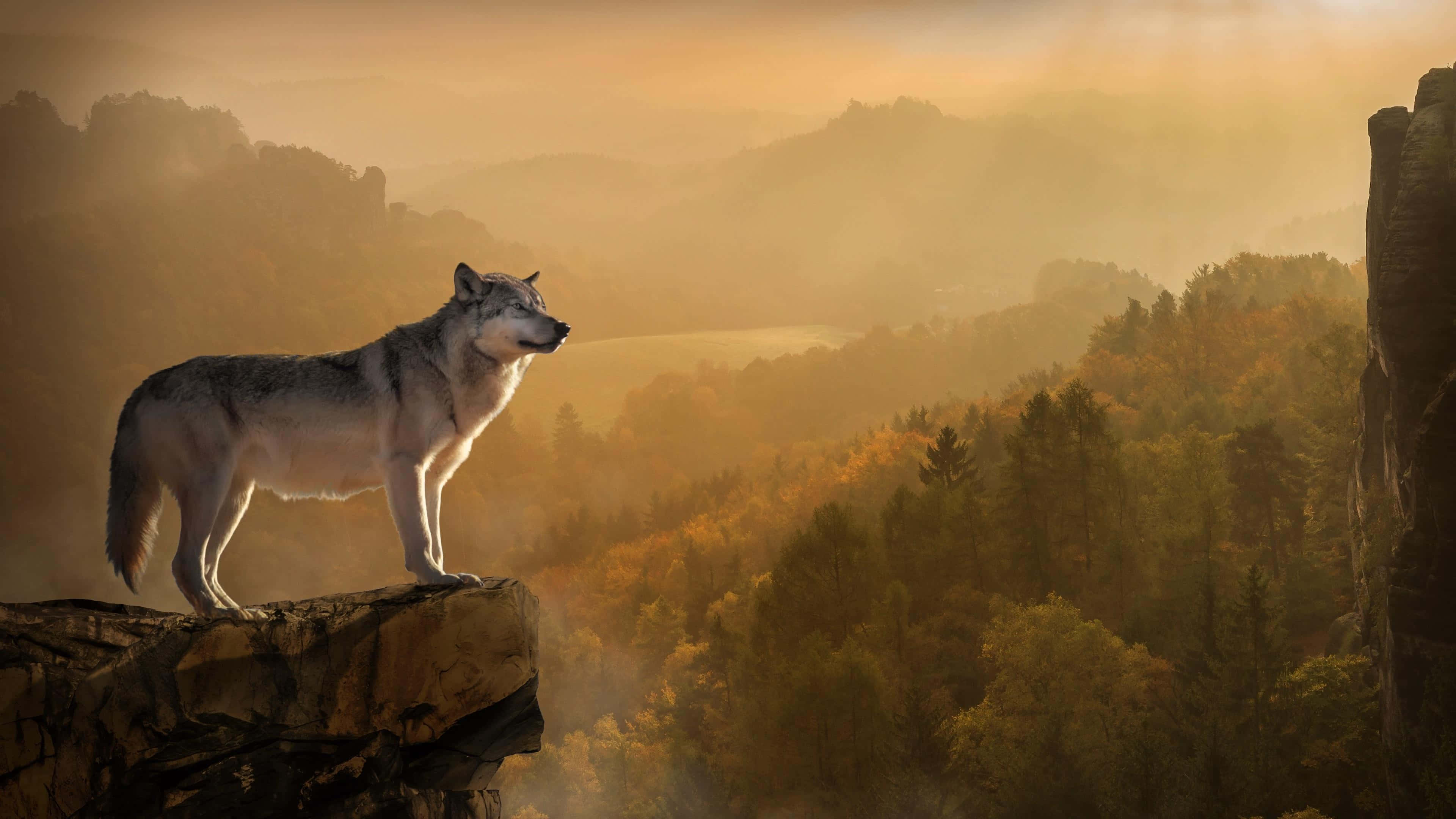 Dire Wolf 桌布 壁紙 — 一匹孤獨的狼站在懸崖上，俯瞰著沐浴在金色晨光中的霧氣瀰漫的秋日山谷。